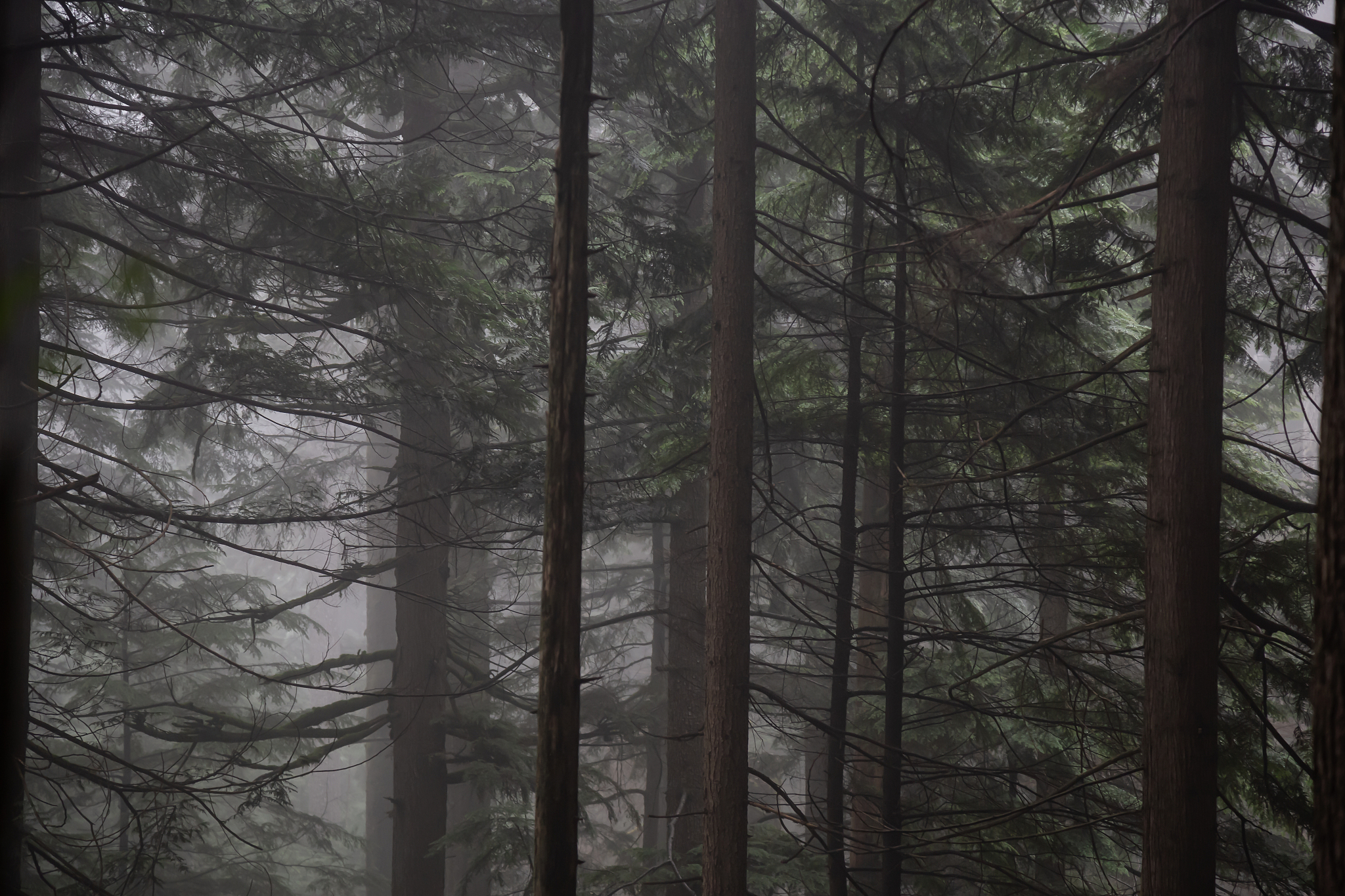 Golang Getmntent: Accessing Mount Entries using syscall Package