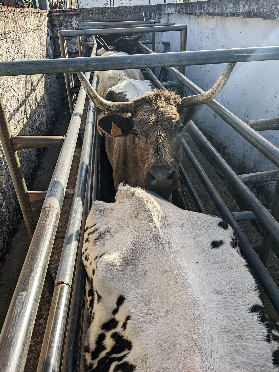 汽车销售服务企业矩阵式管理方案：提升效率，增强竞争力