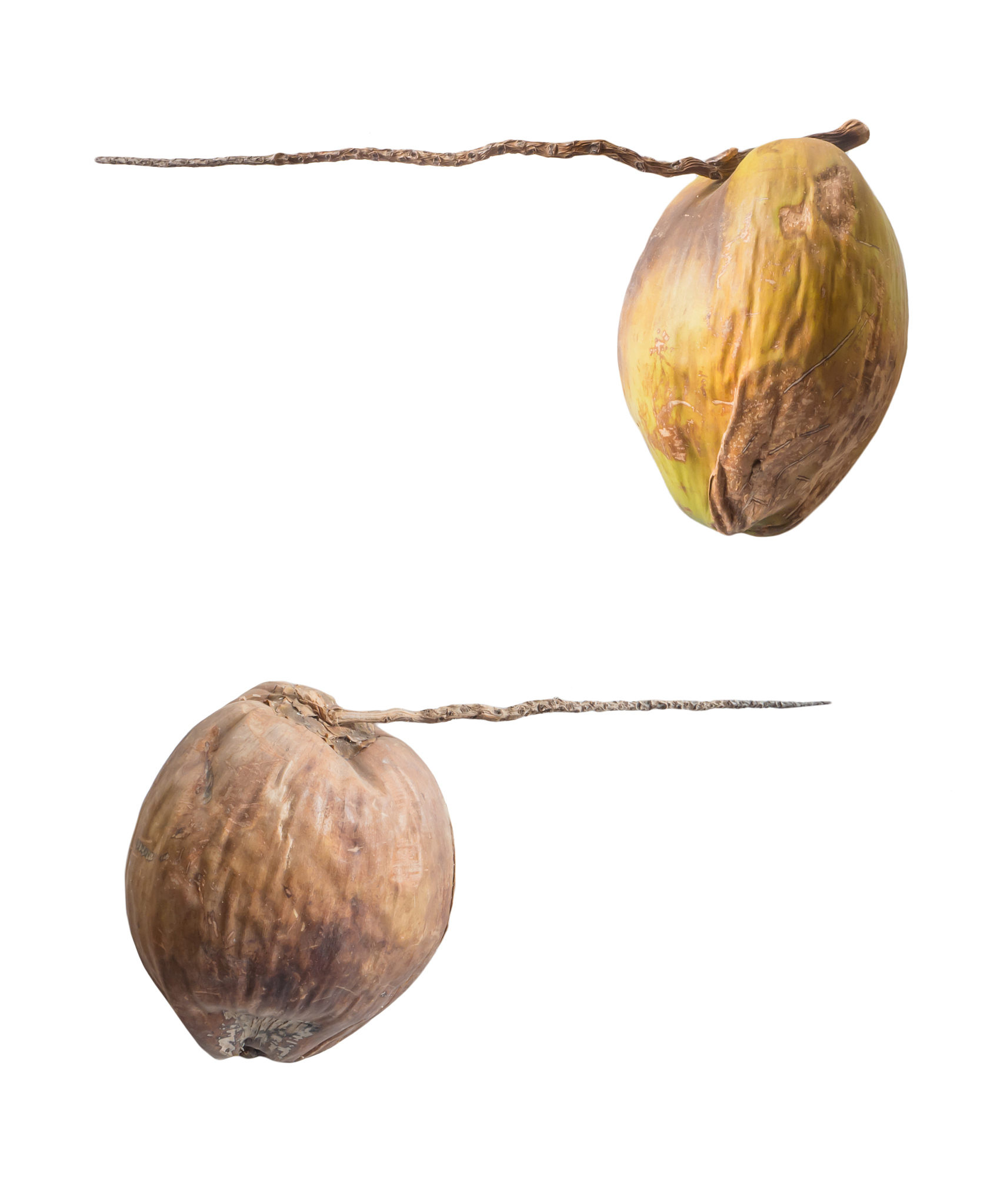 十个文创产品品牌名，包含'椰'字，创意十足！