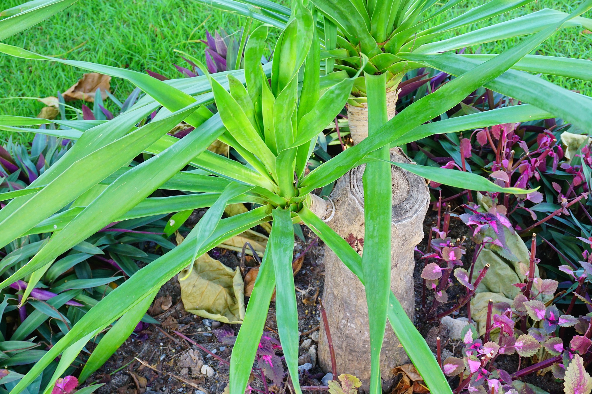 corn plant houseplant