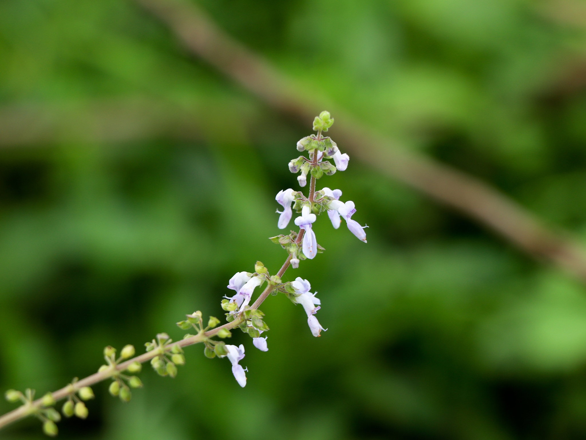 铁岭卫生职业学院口腔医学技术专业怎么样？学习内容、师资、就业前景分析