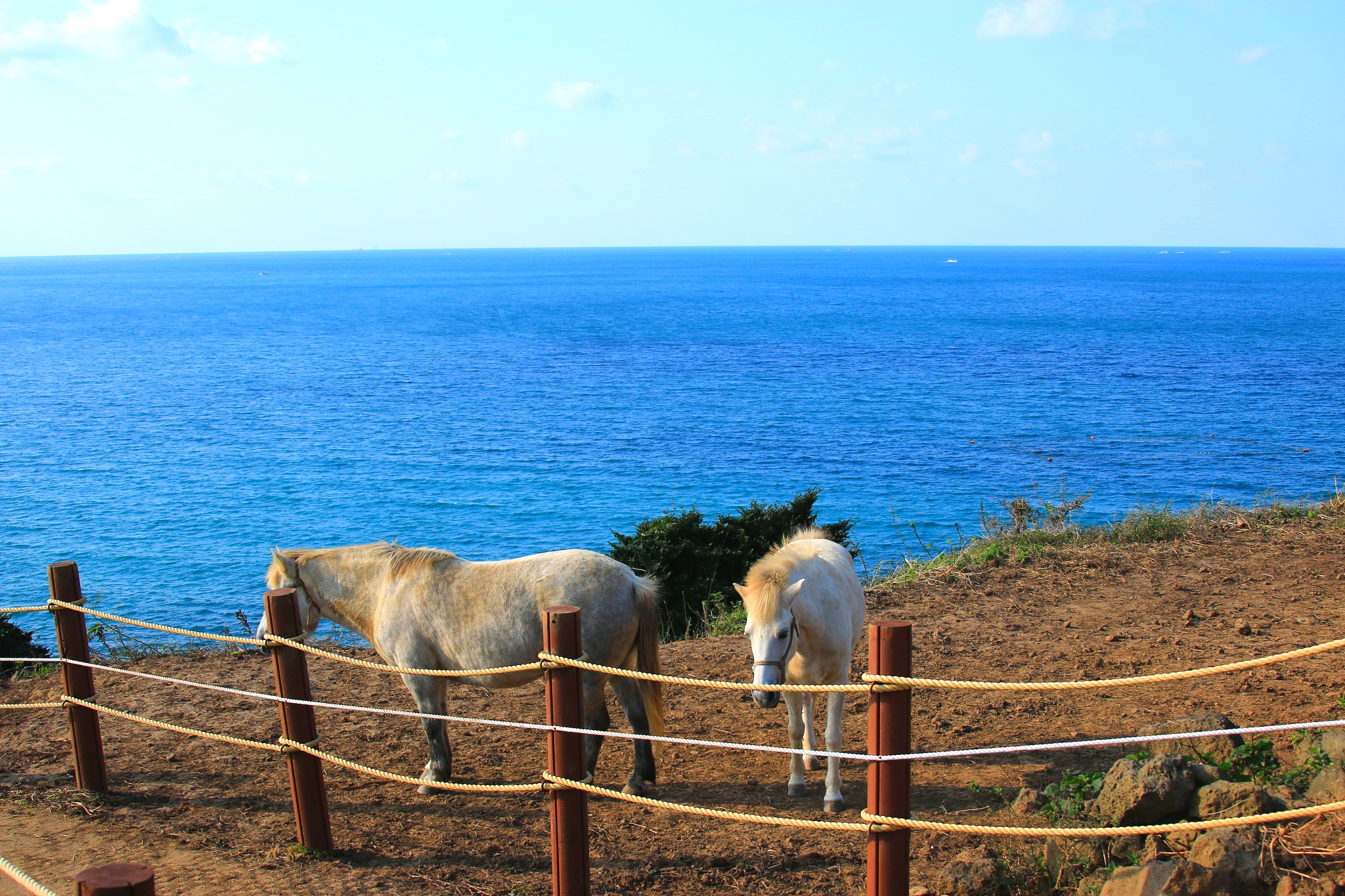 seobong beach, coast, sea, horse, white sand, beach,