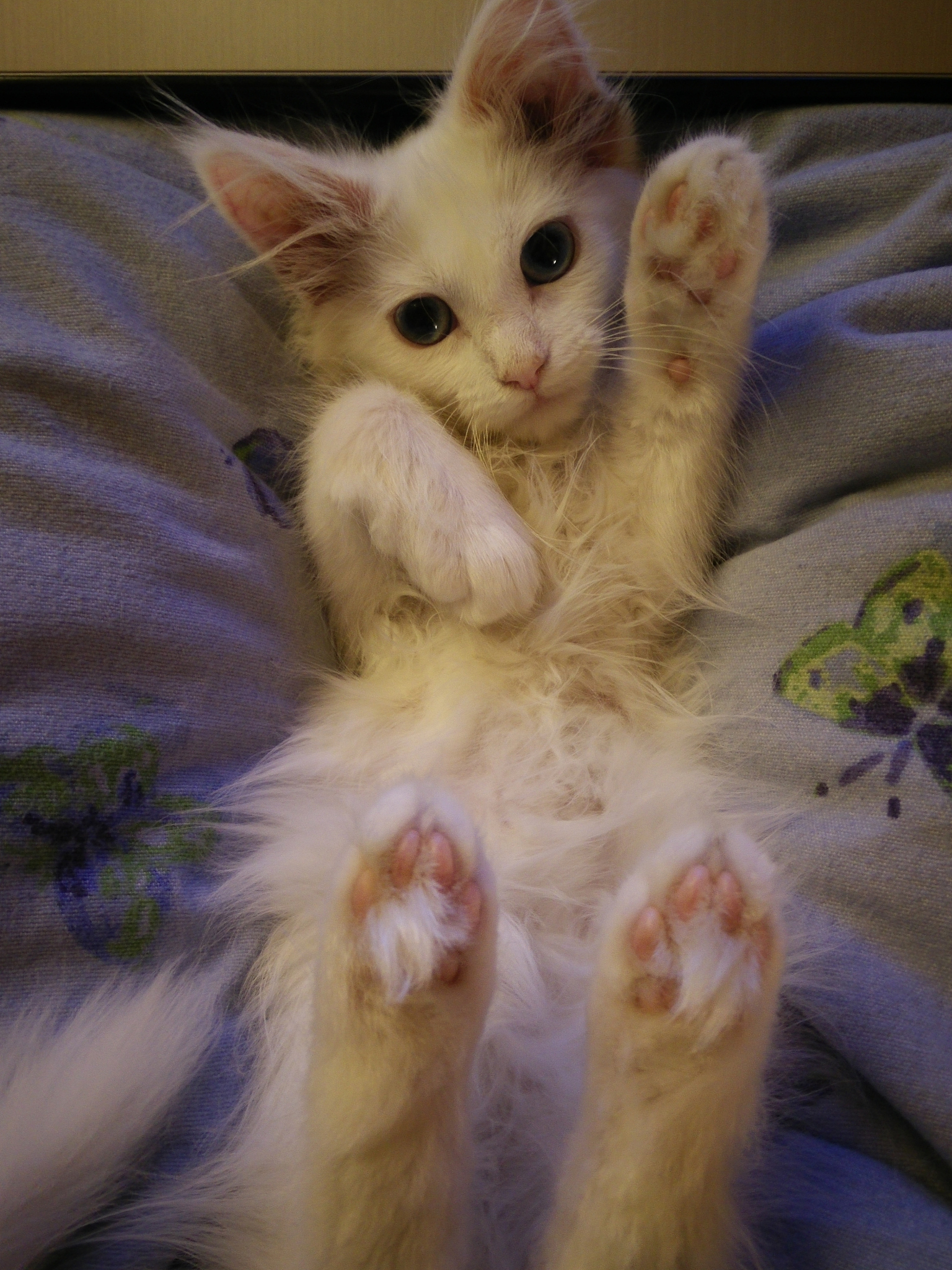 猫传染性腹膜炎治疗方法：症状、治疗方案及预防