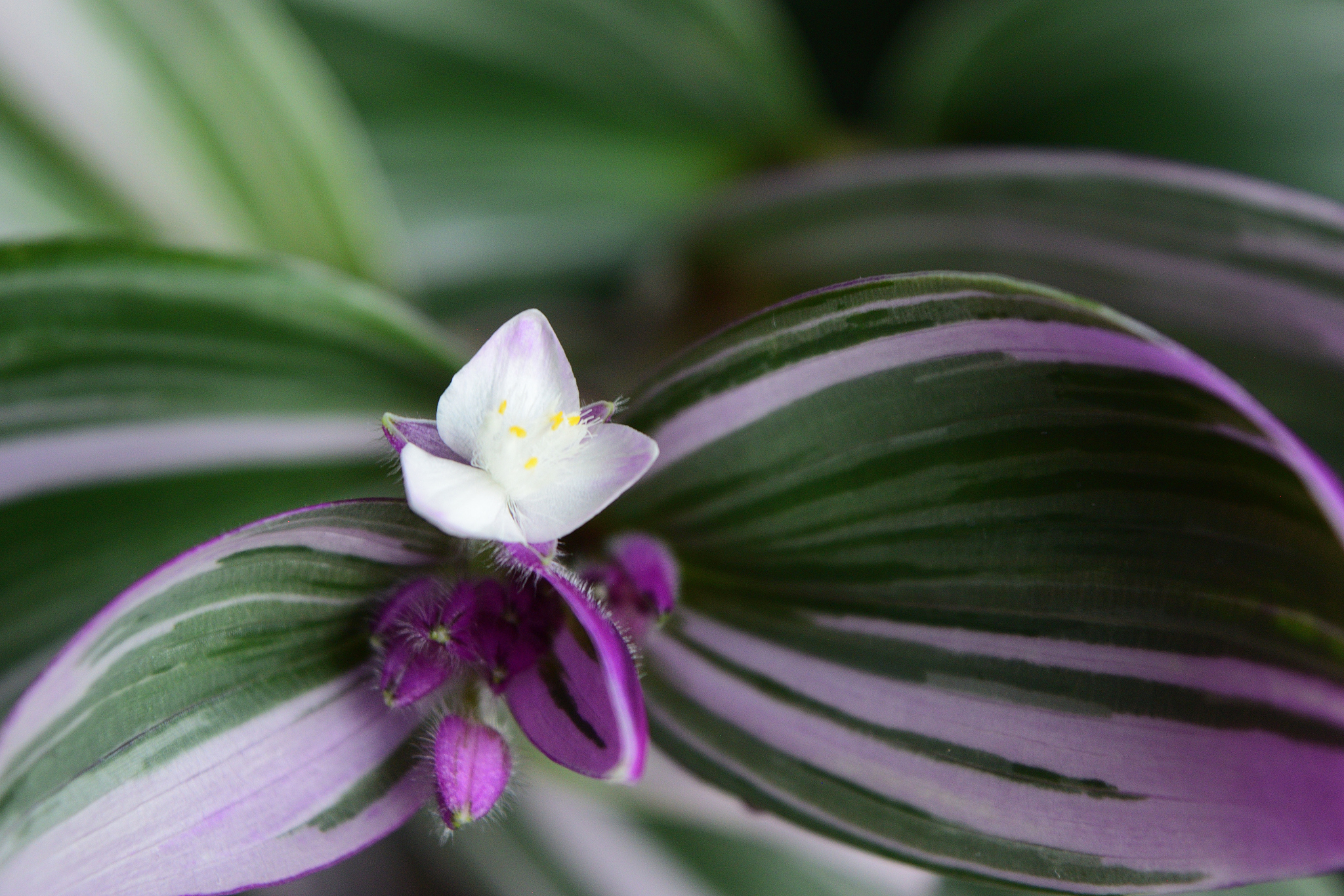 tradescantia nanouk