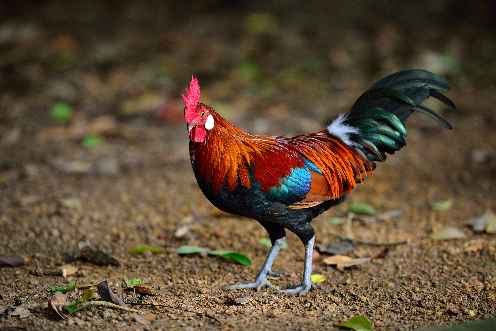 chicken