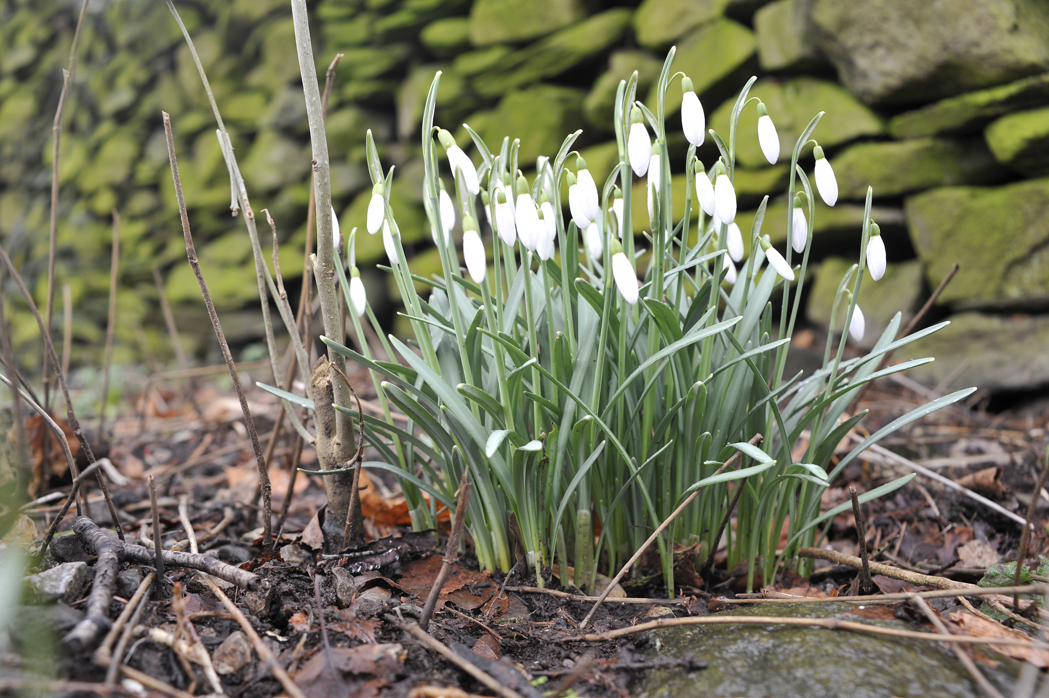 winter snowdrops.