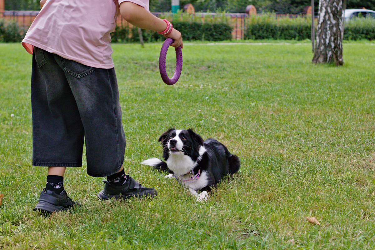 宠物训练秘籍：如何训练出听话可爱的萌宠？