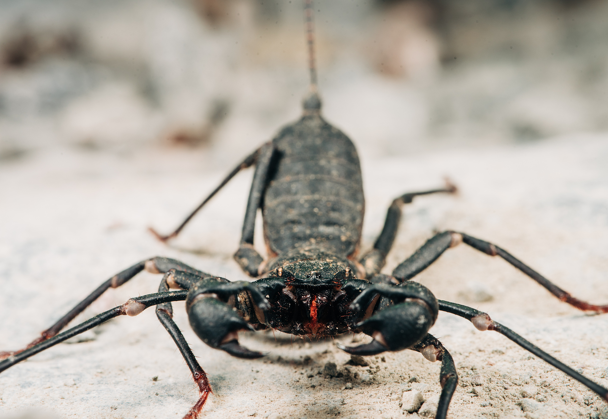 JOURNAL OF PEST SCIENCE期刊研究范围及最新发表文章 - SEO优化