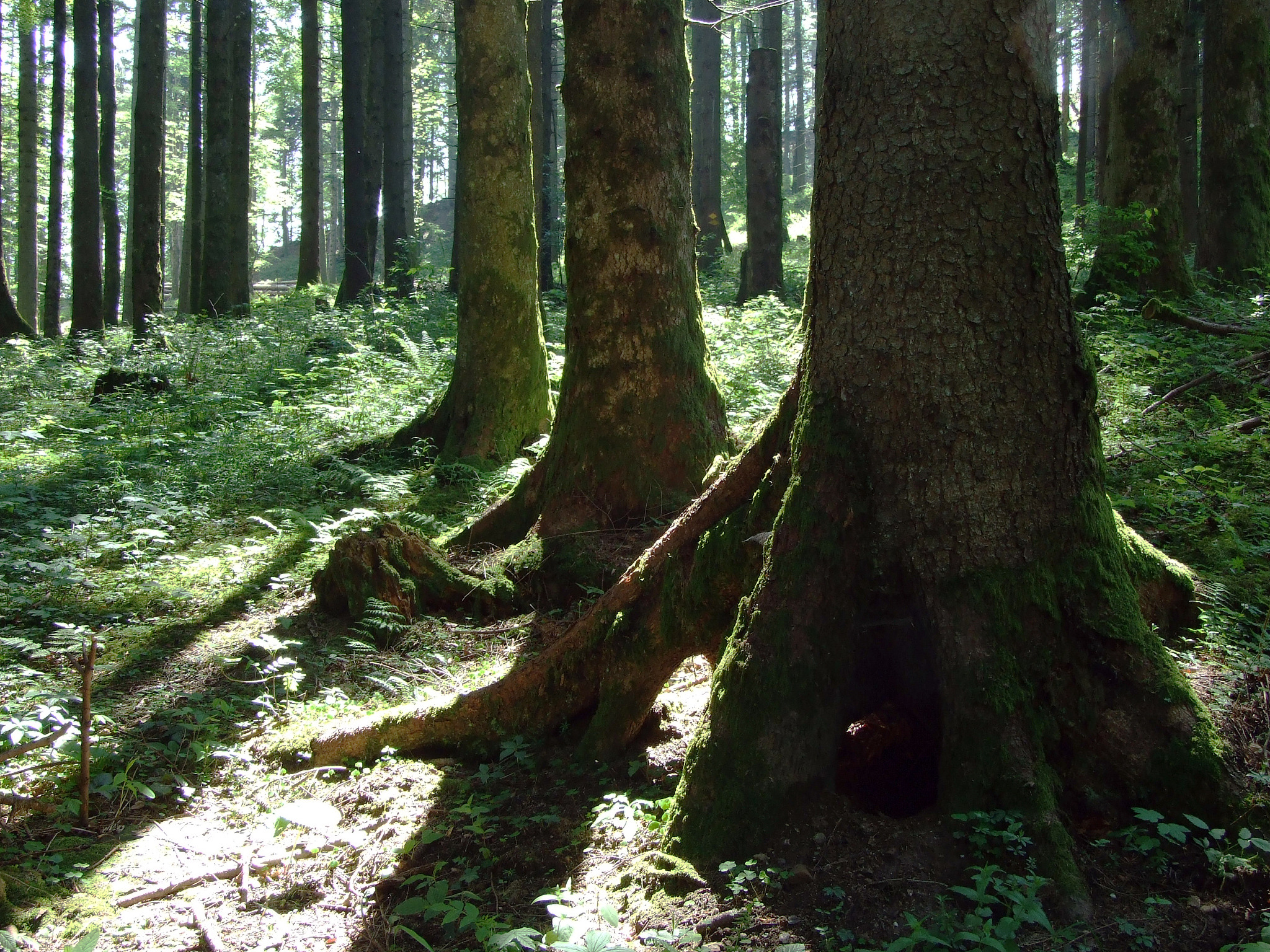Forests期刊：探索森林生态学、保护与管理等前沿研究