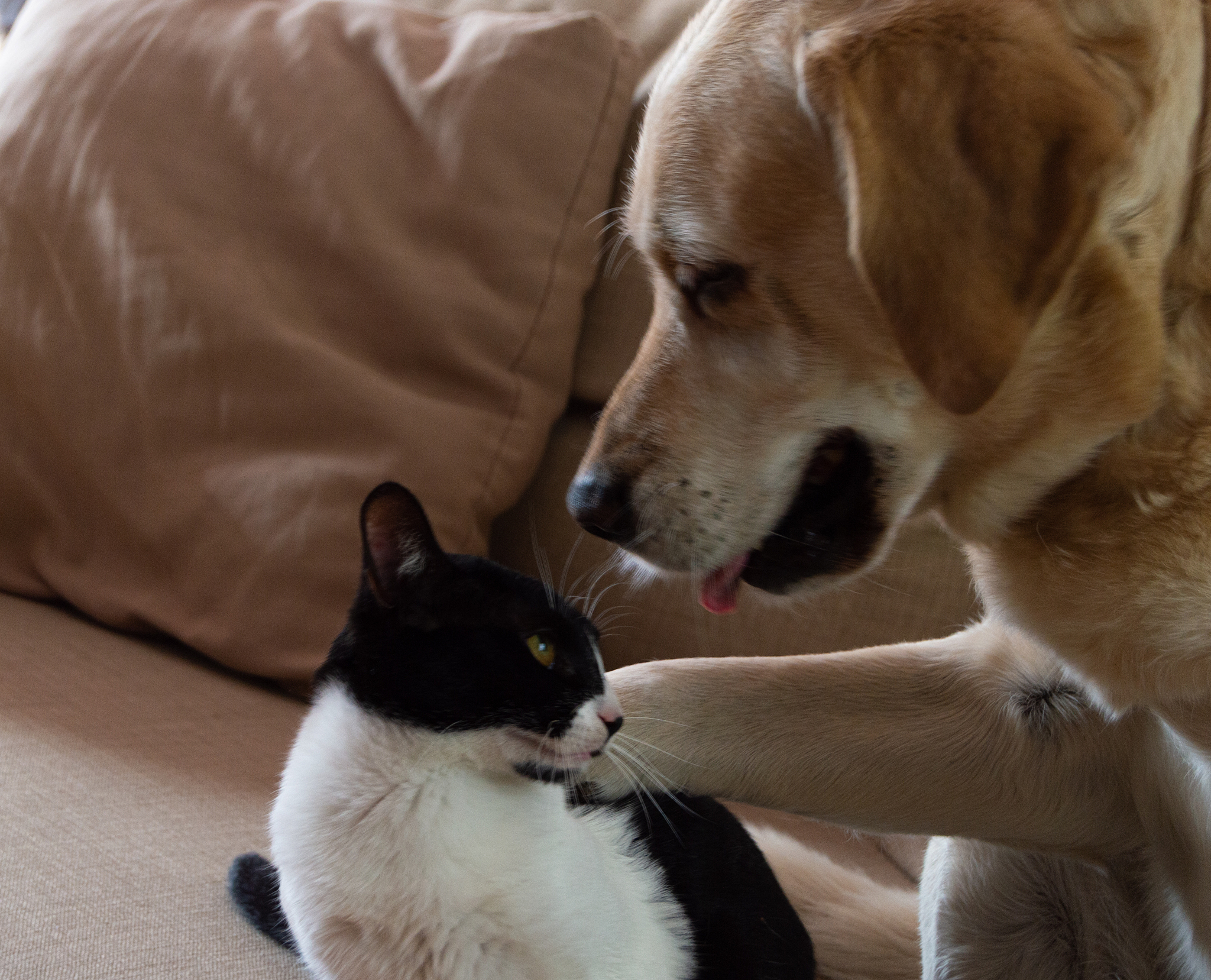 猫咪和小狗狗在同一家庭中生活会如何相互影响？