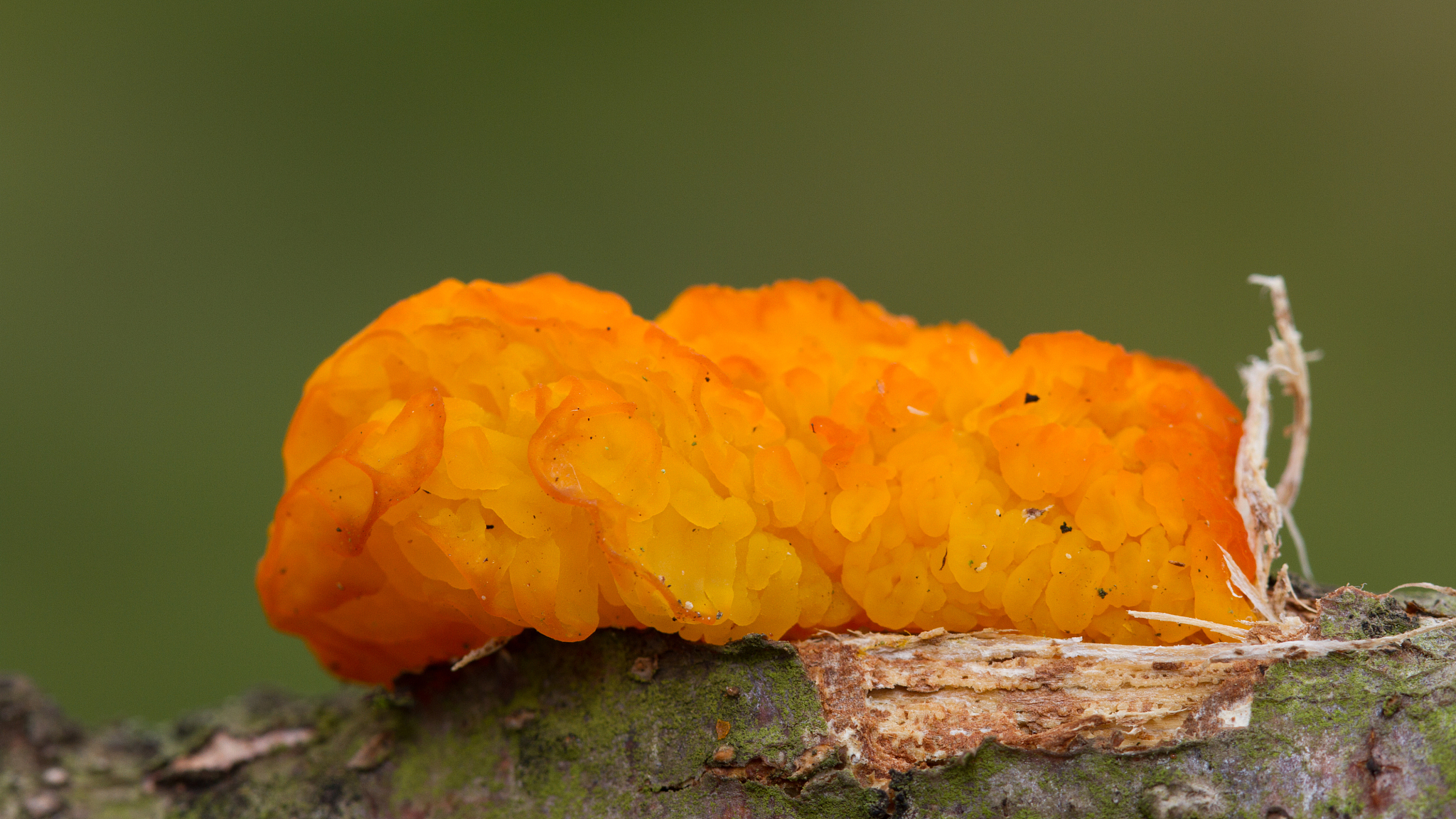 yellow brain fungus (tremella mesenterica)