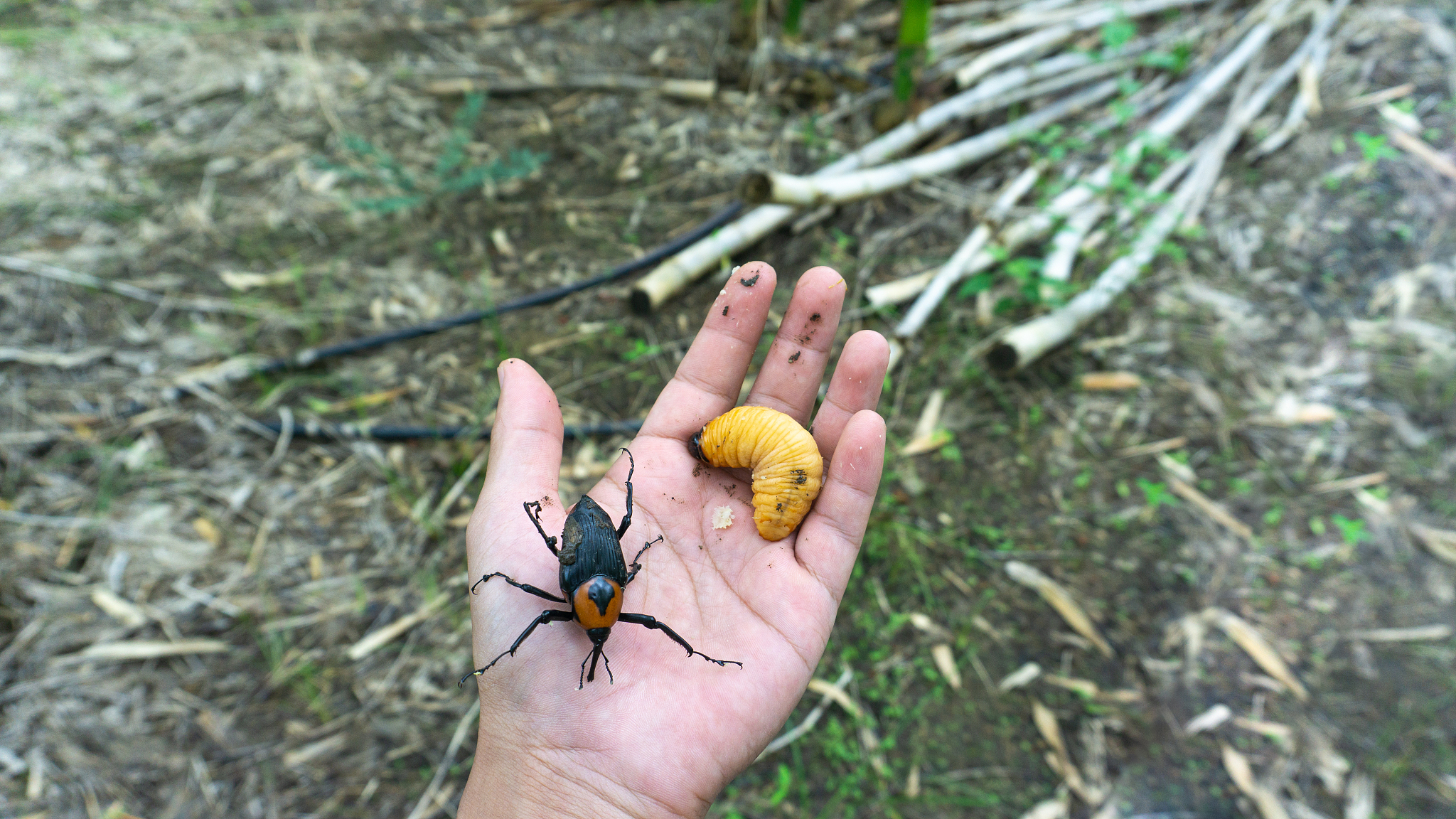 Florida Entomologist期刊: 昆虫学研究的领先平台