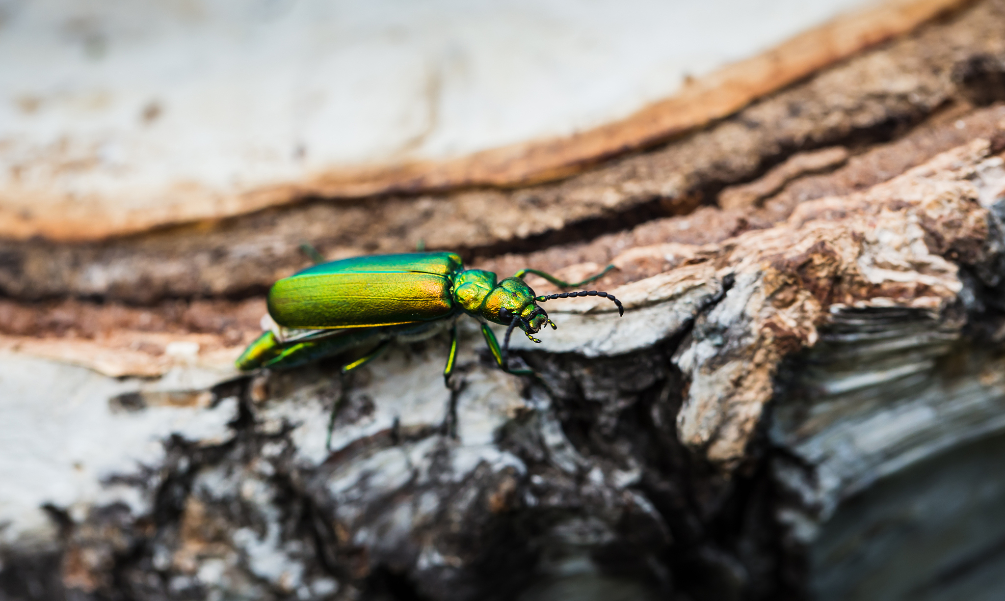 green beetle on a birch stump