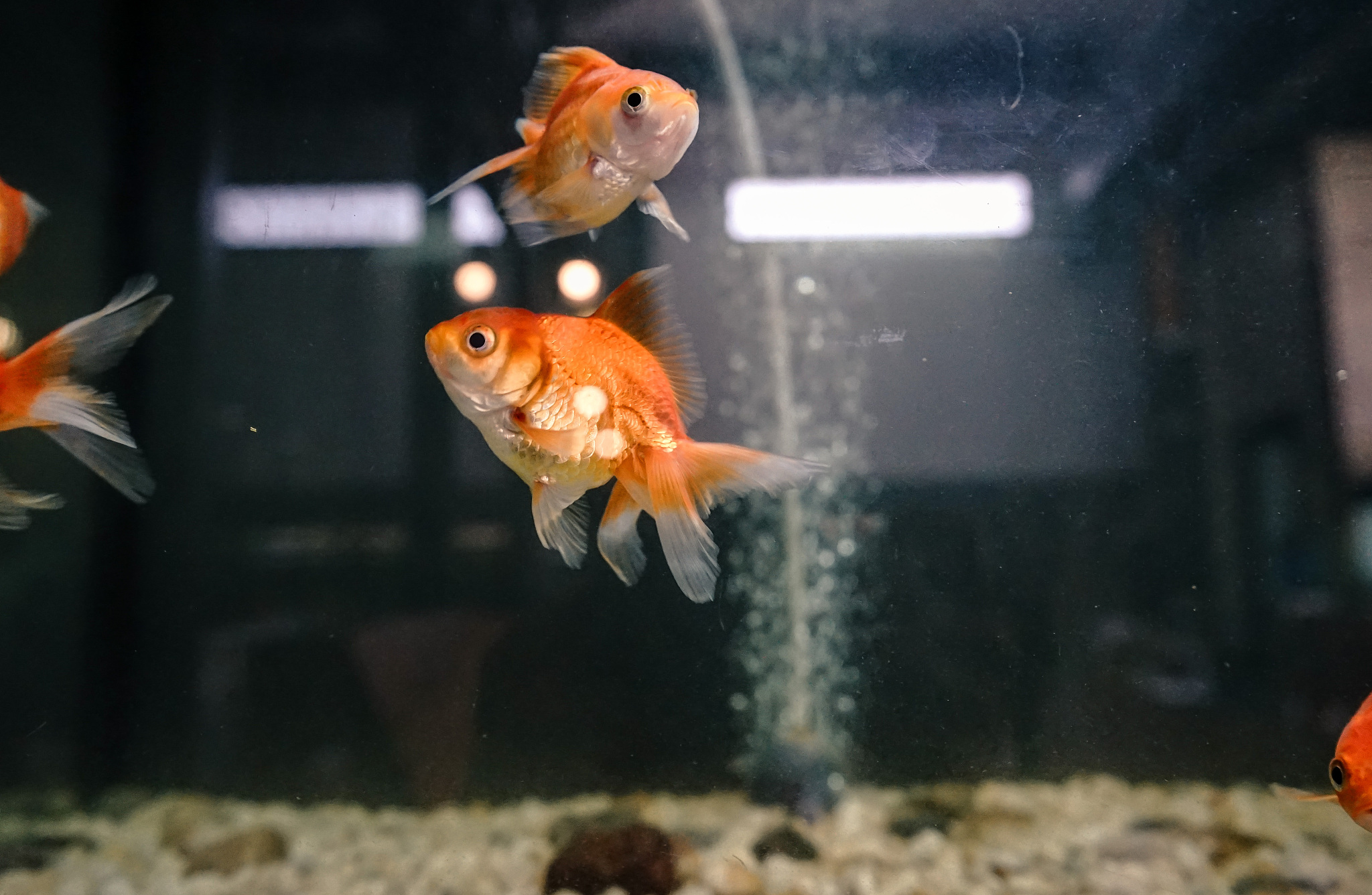 《Journal of Fish Diseases》期刊值得推荐的五大理由