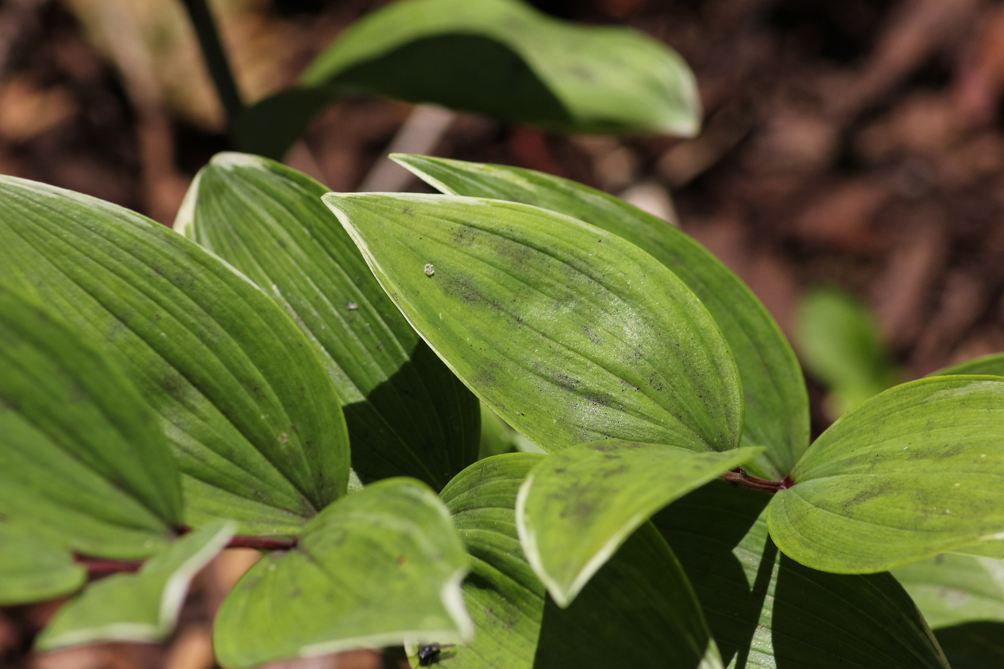 plants in a herbal garden