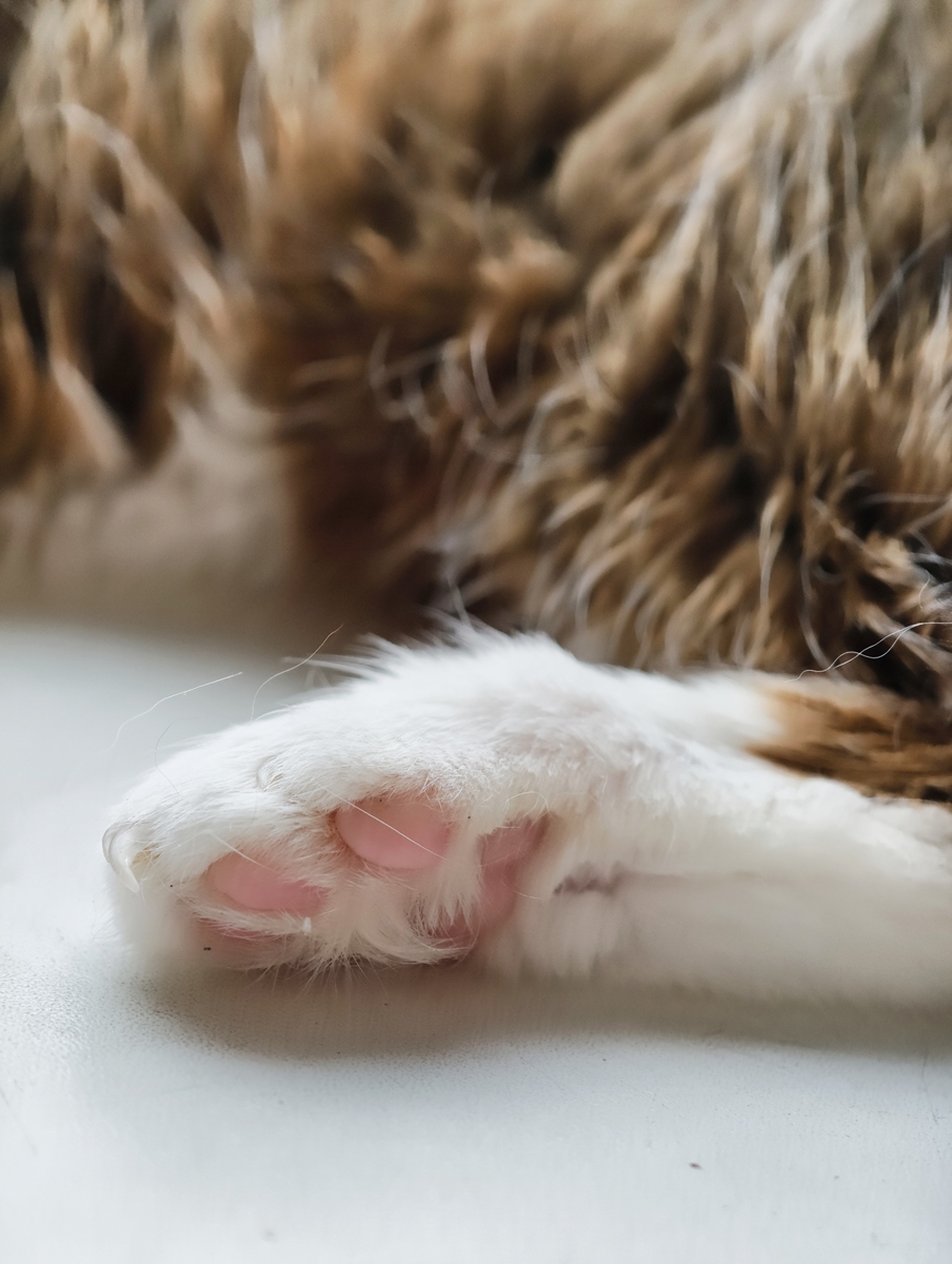 猫咪的利器——爪子的作用和管理方法