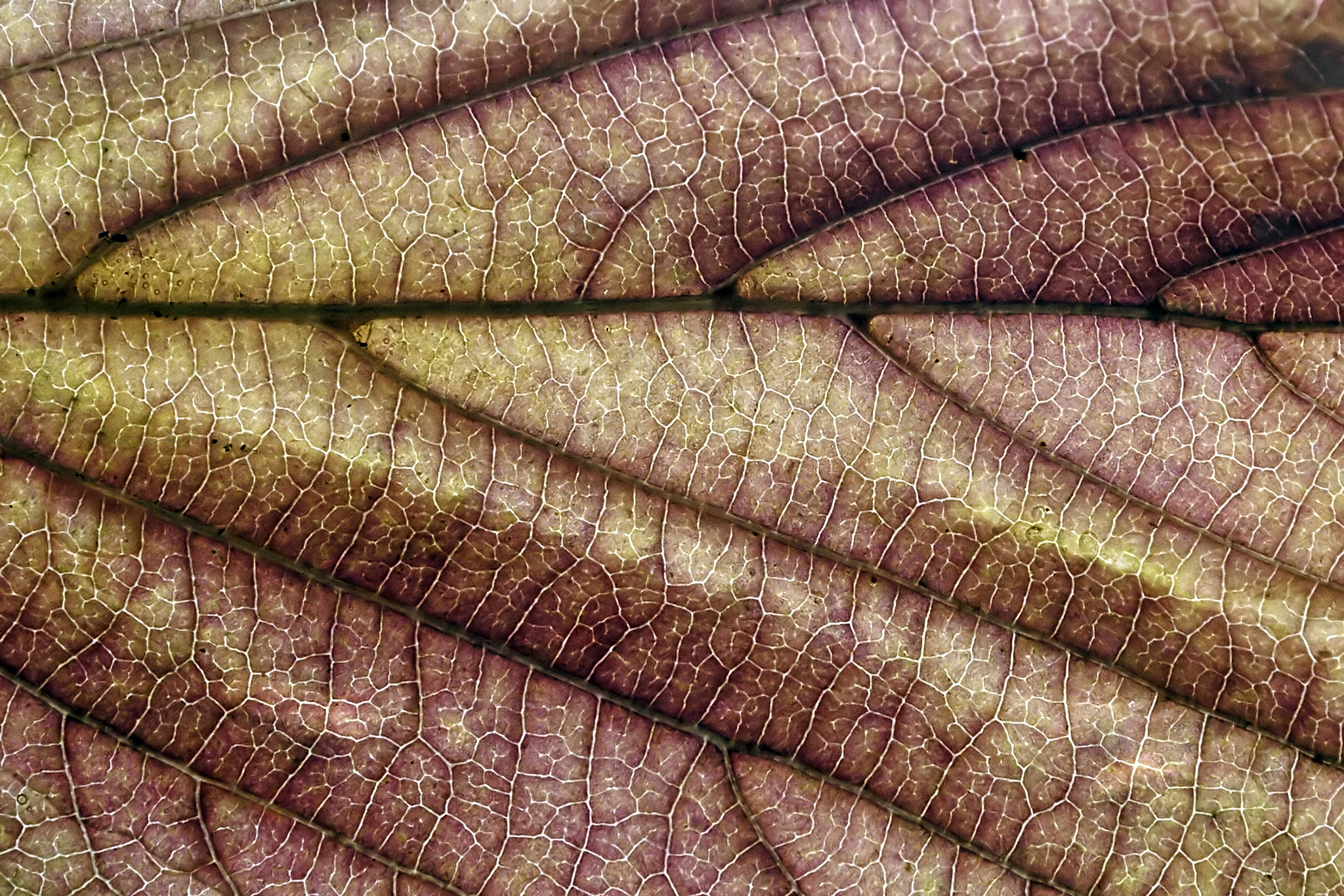 brown autumn leaf texture
