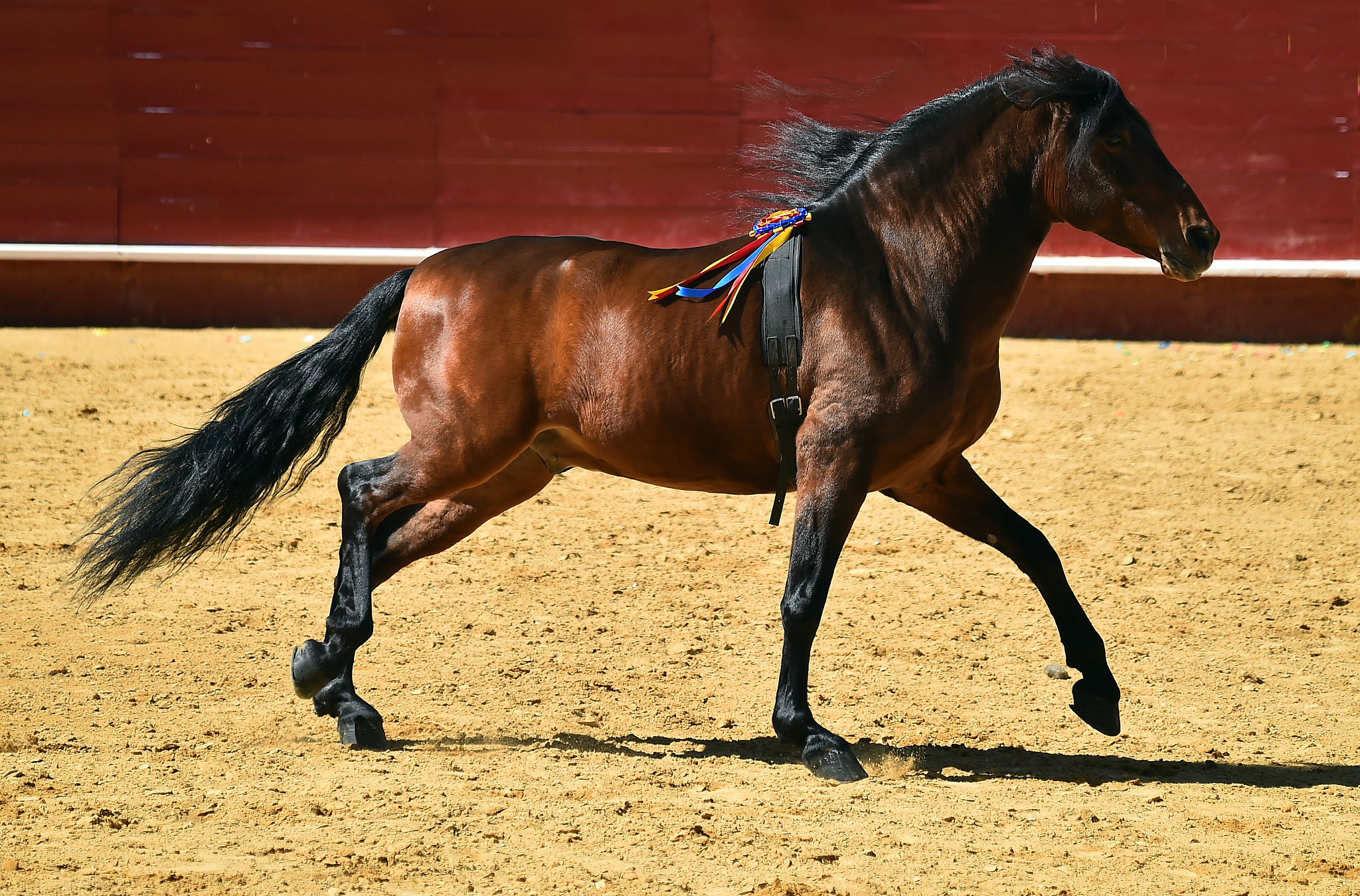 horse