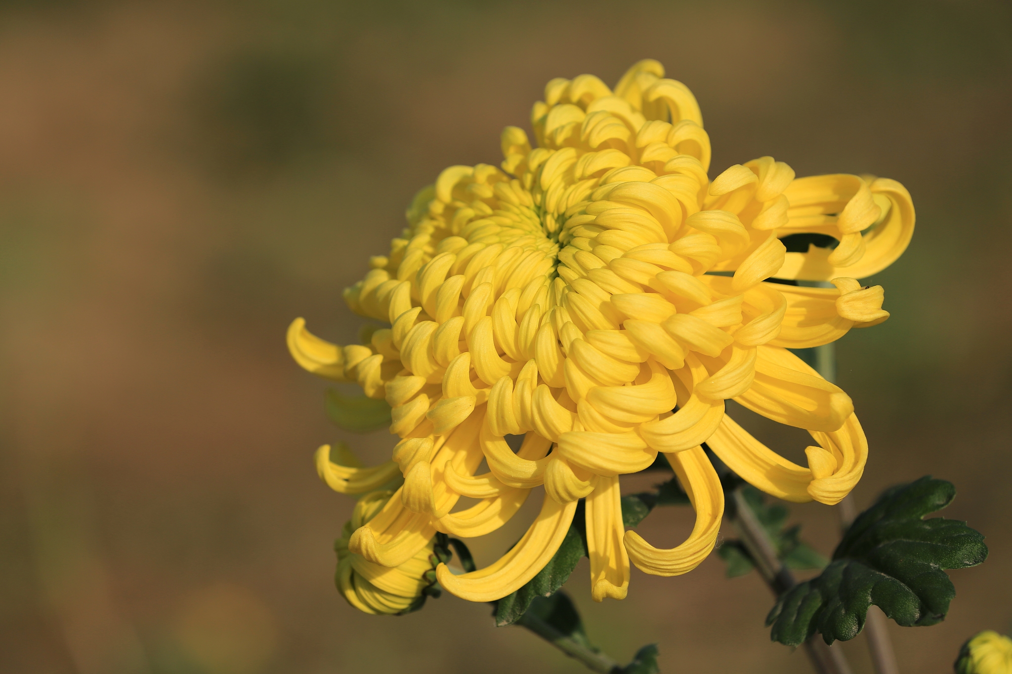 菊花：高洁、坚韧，人生的启迪