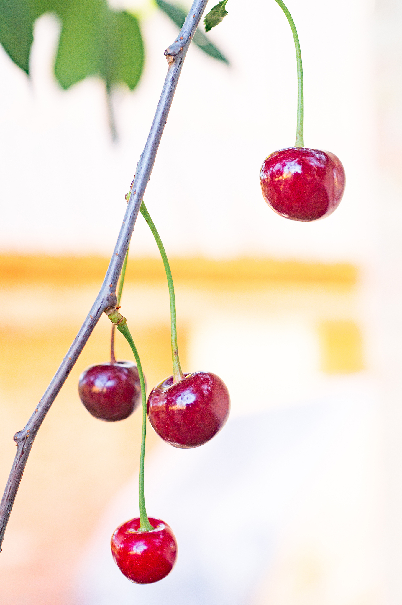 beautiful red cherry hanging on branch, in summer garden