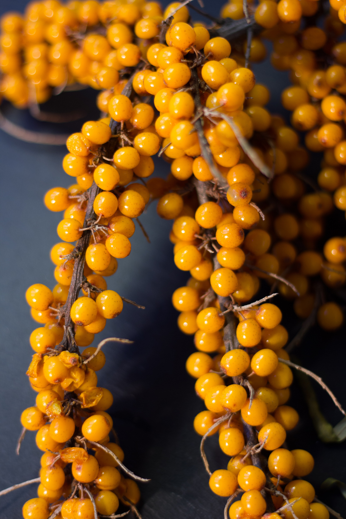 鼎鑫沙棘植物盖片能治痛风吗？关于沙棘与痛风的科学解读