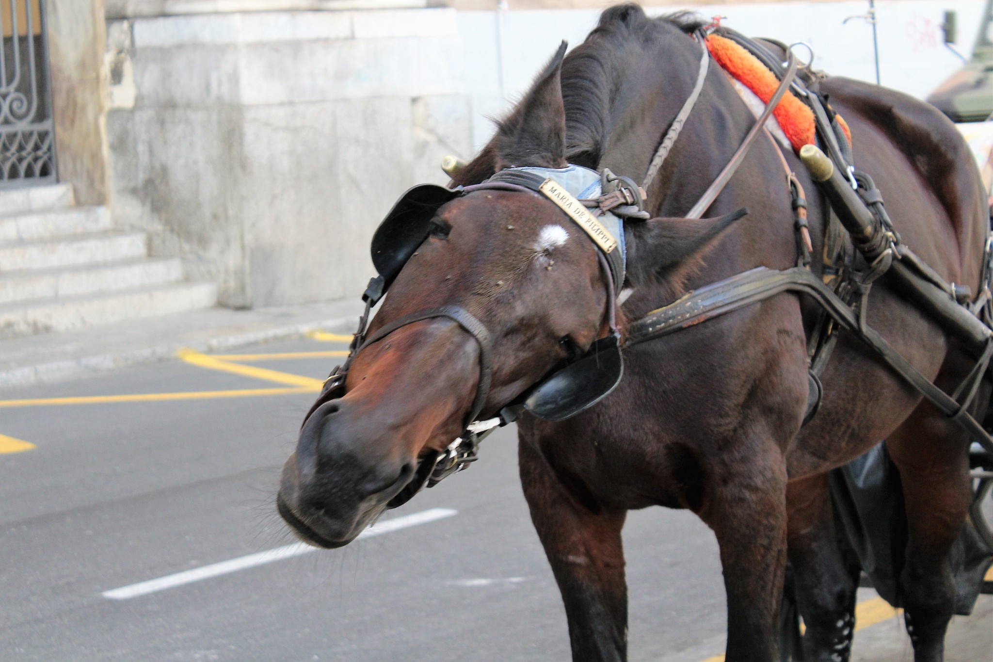 close-up of horse with carriage for tourists