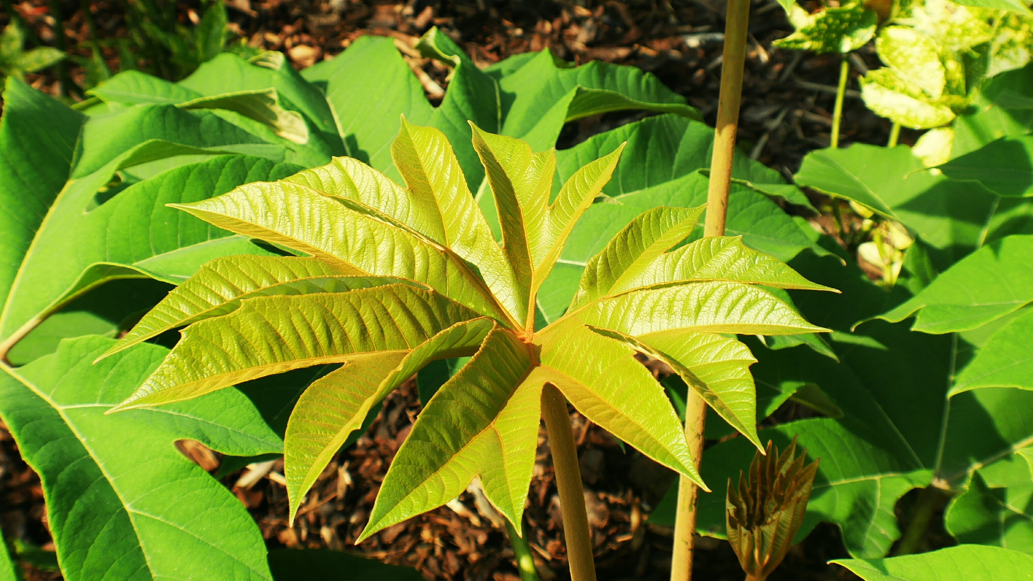 close-up of green leaves
