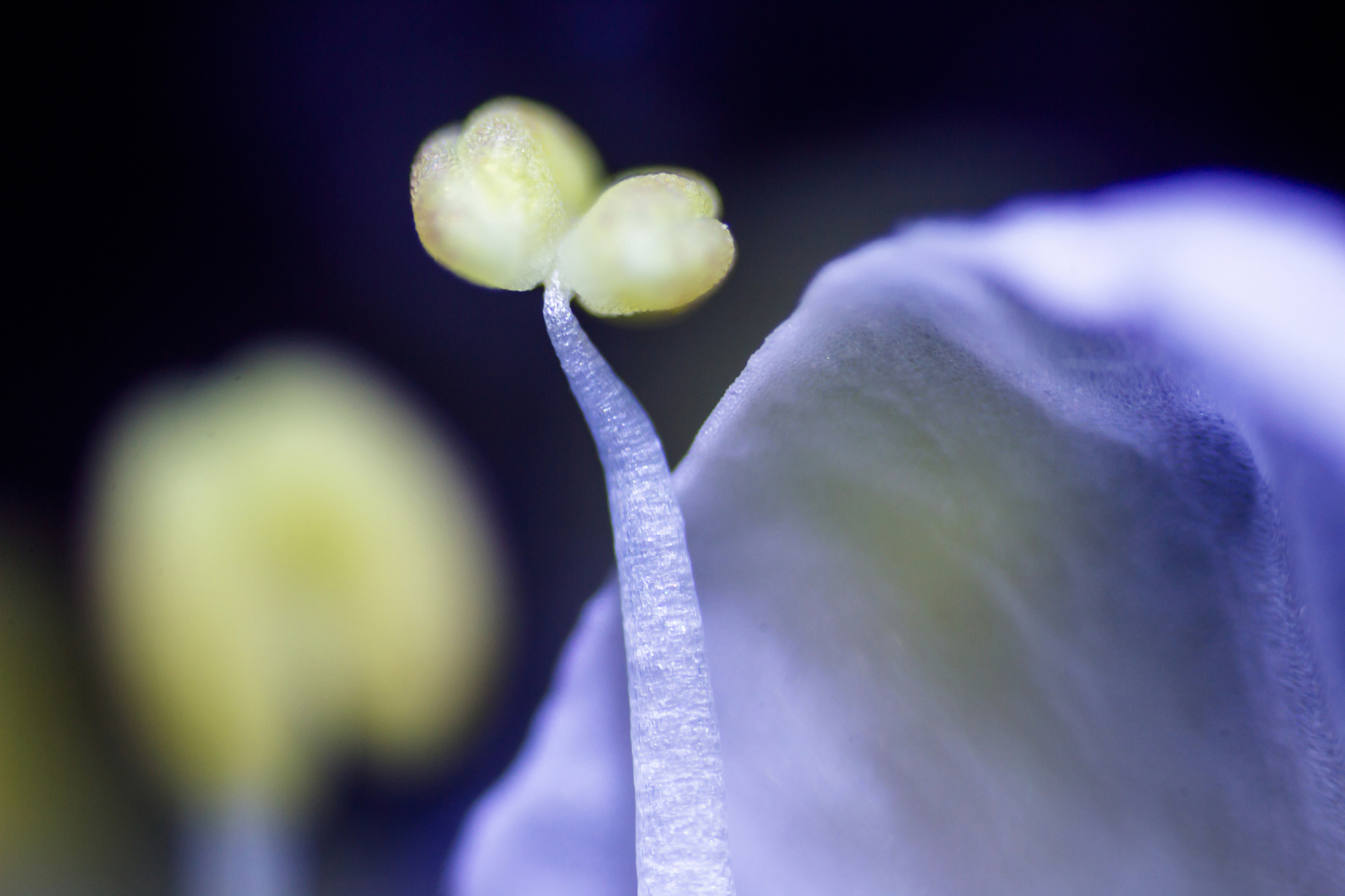 花粉作为种子植物雄配子的生物保护器其发育过程是种子植物完成有性生殖和世代交替的重要环节在生产上与有性繁殖、种子质量的优劣及产量的高低等息息相关。花粉发育过程一直是高等植物生长发育的研究热点。拟南芥属于典型的双子叶十字花科植物基因高度纯合是全球应用最广泛的模式植物被誉为植物中的果蝇其在植物实验中的重要性与影响力均不言而喻16。因其生长周期短、形态特征分明、基因组小、遗传操作简单、易于实验室中生长等特