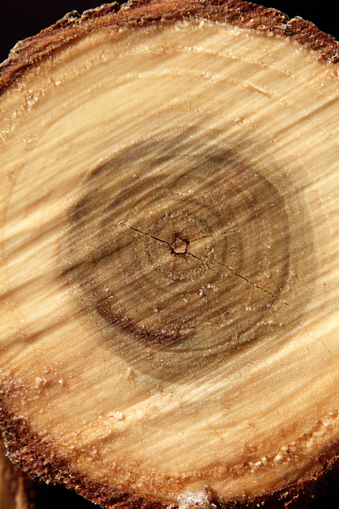 树木年轮密的一面：生长方向与历史的印记