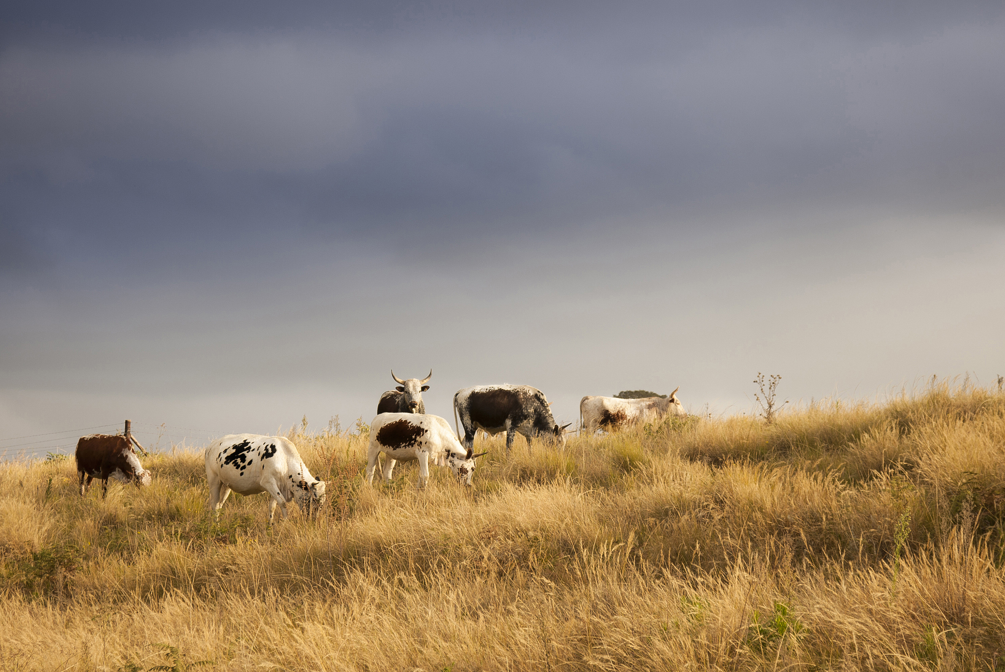 VB 代码：查询 Excel 工作表并汇总包含特定值的行