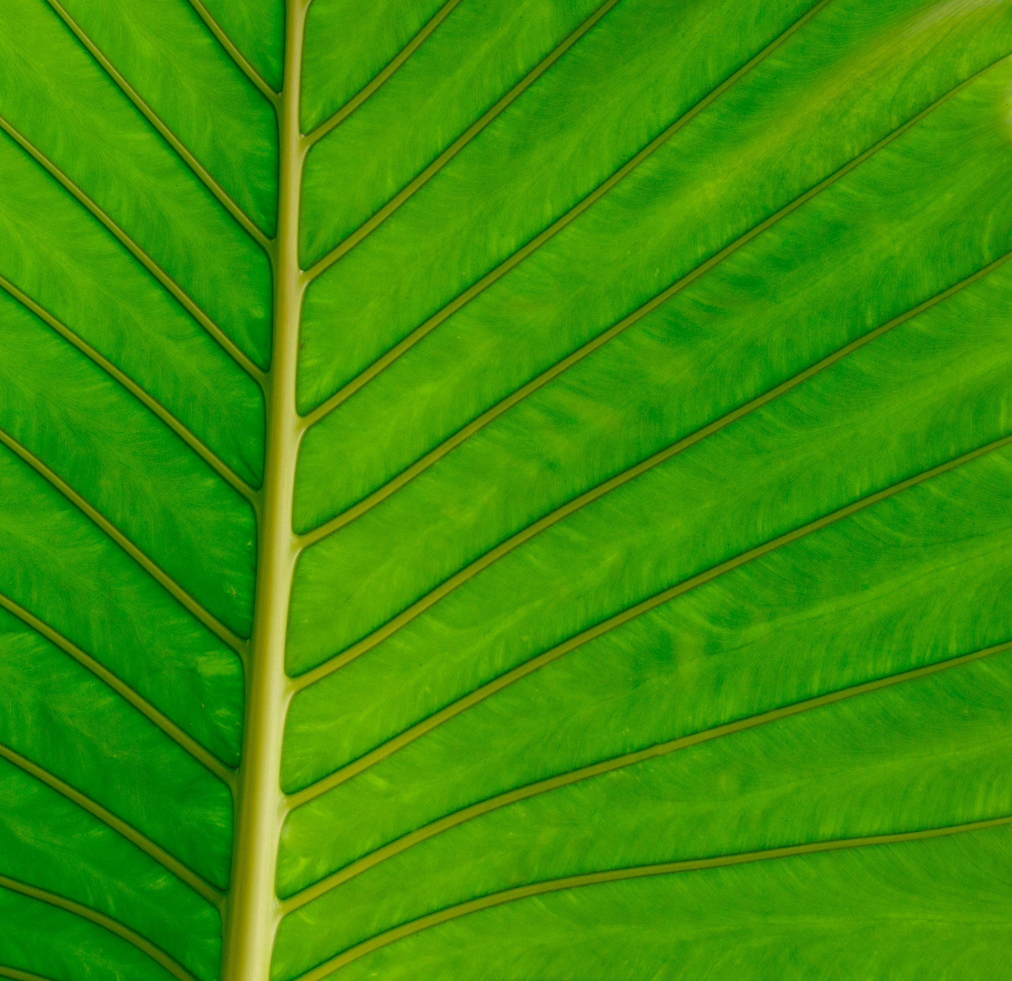 green leaf