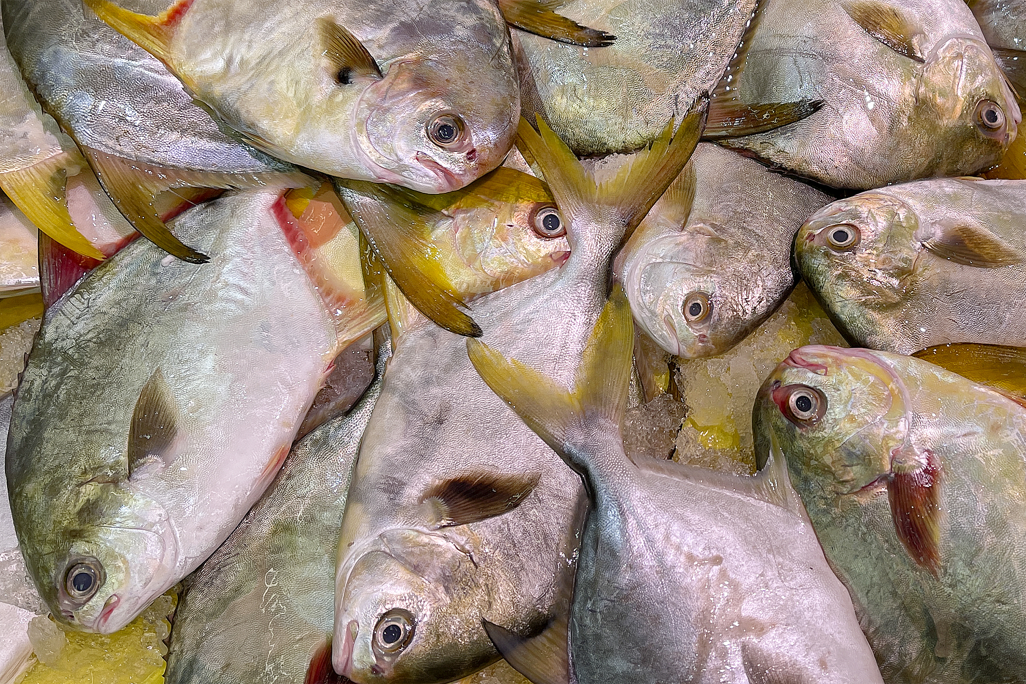 广西职业技术学院水产养殖技术专业好就业吗