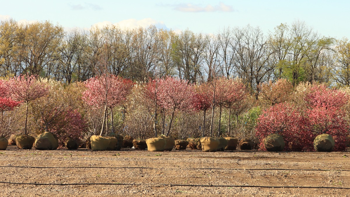 论述延安市彩叶树种在园林绿化应用过程中制定科学的彩叶植物种植模式的建议。