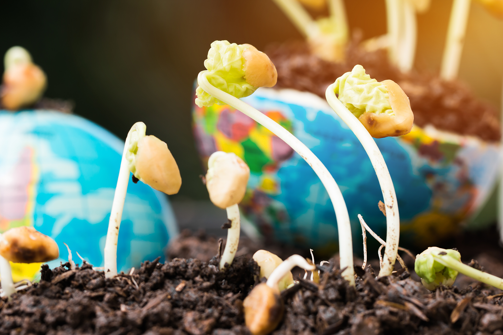 作物生长模型：模拟生长发育，预测产量，优化管理