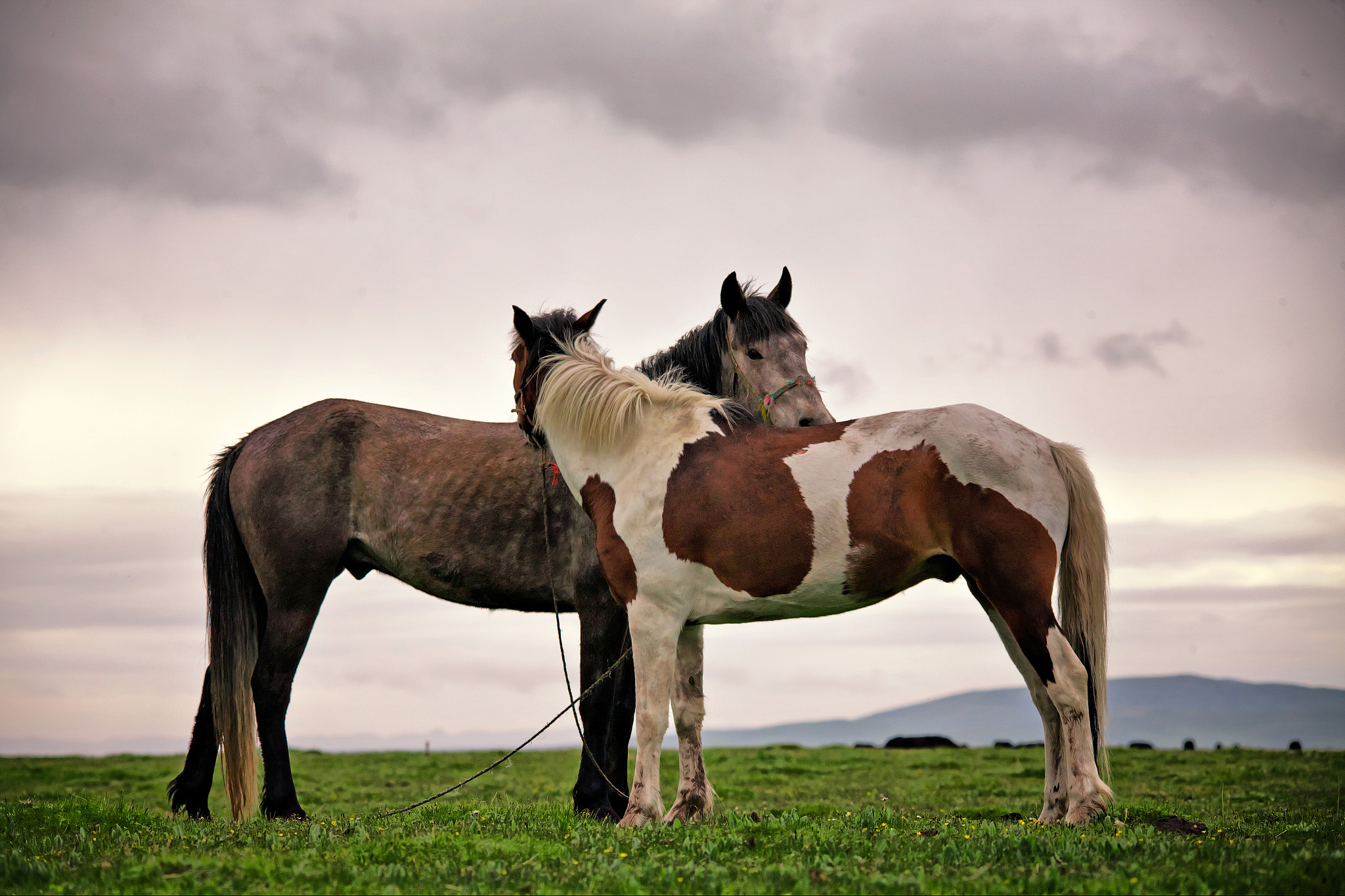 two horses outdoor