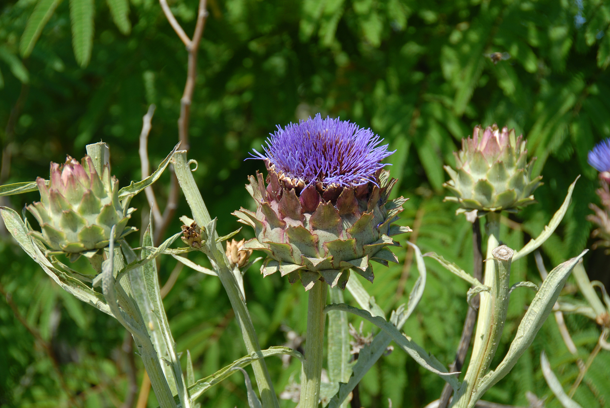 artischocken in blüte auf dem feld in spanien