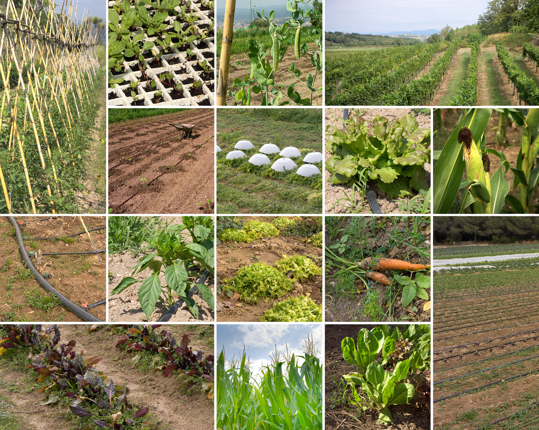 Dense planting provides an effective strategy for maize yield improvement and closing yield gap particularly in rapidly developing countries such China；the optimal planting density should be addressed