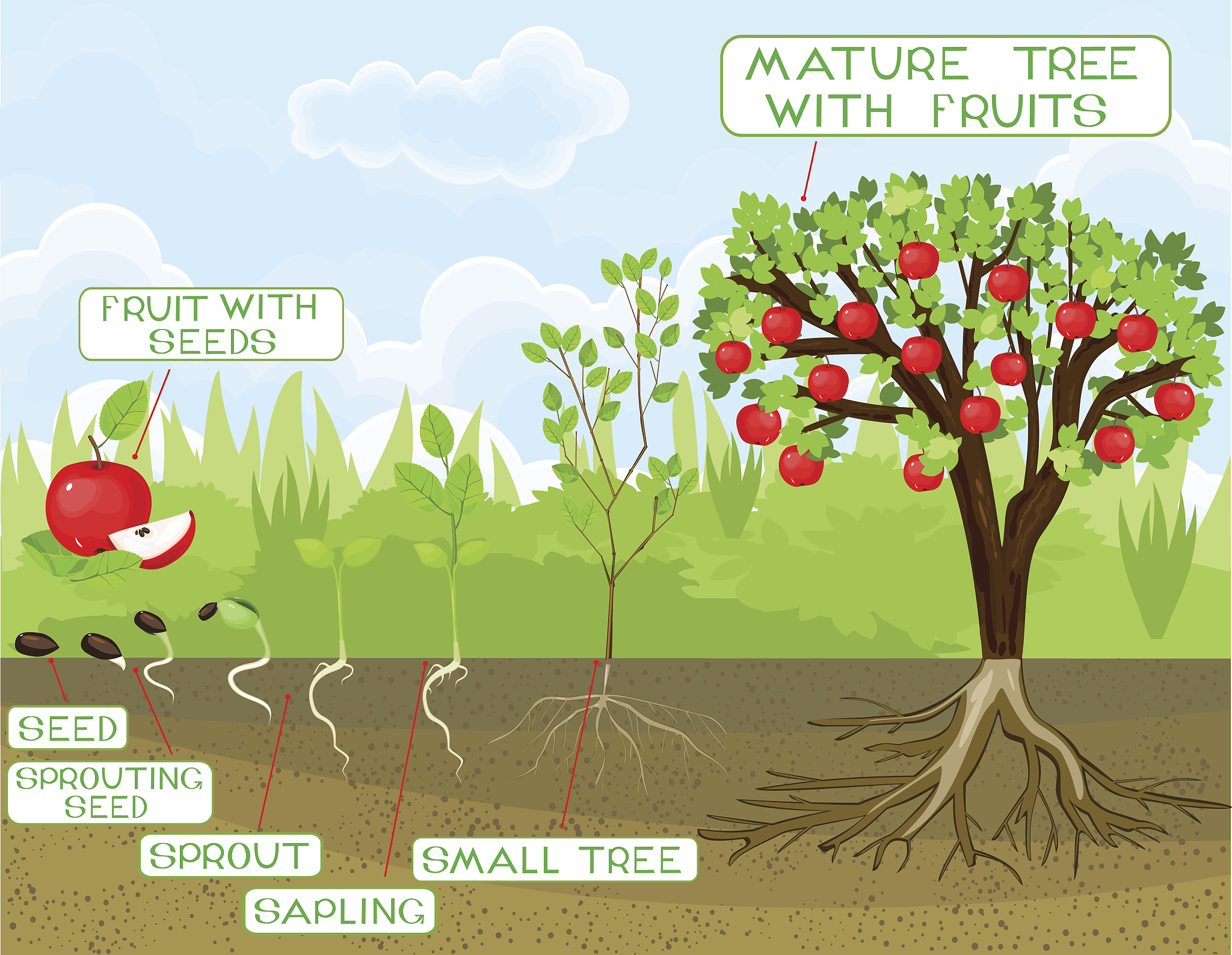苹果根系内生细菌群落组成及优势属的影响