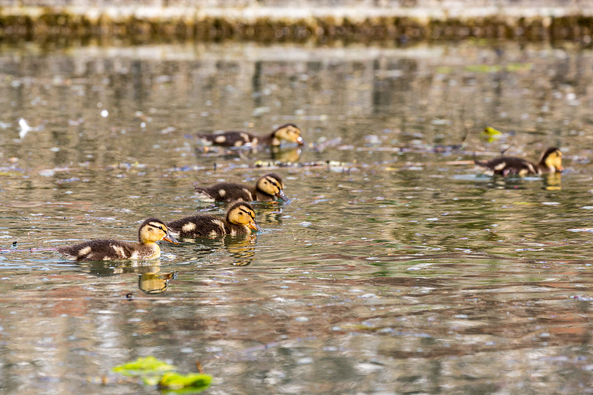 小小班 主班 年糕