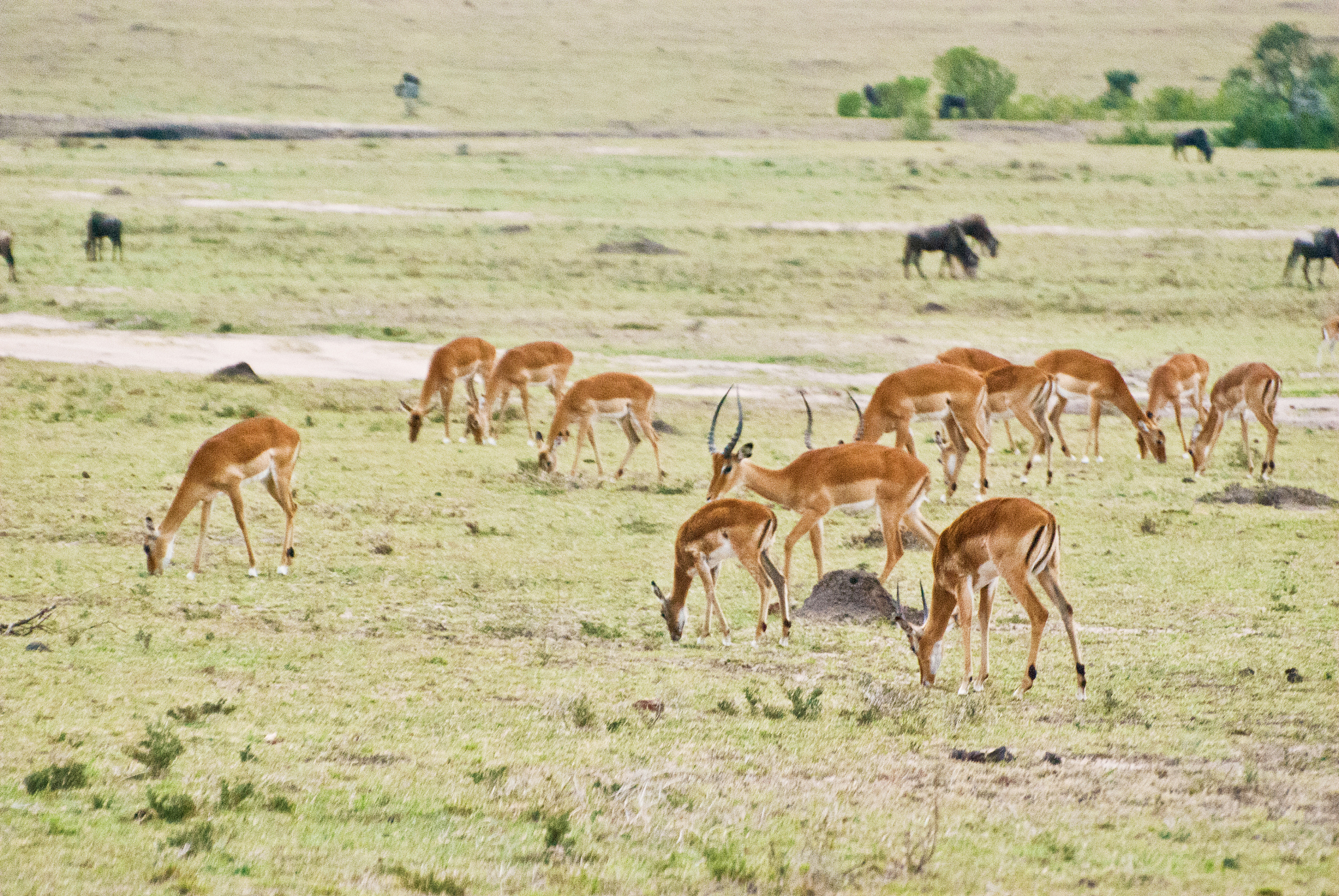 herd of thomson's gazelles aka tommies (eudorcas thomsonii) on d