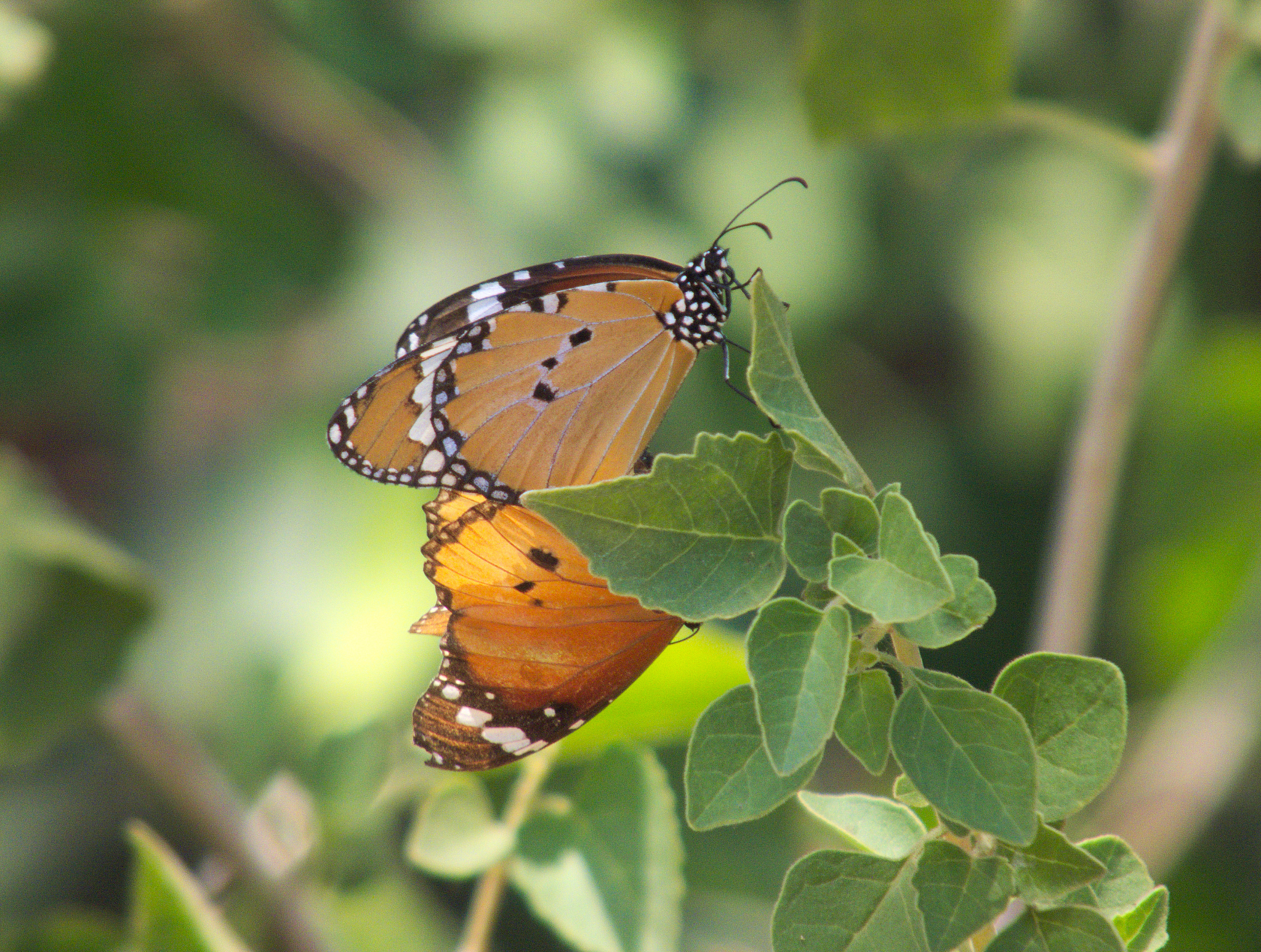 动物和植物如何繁衍后代？