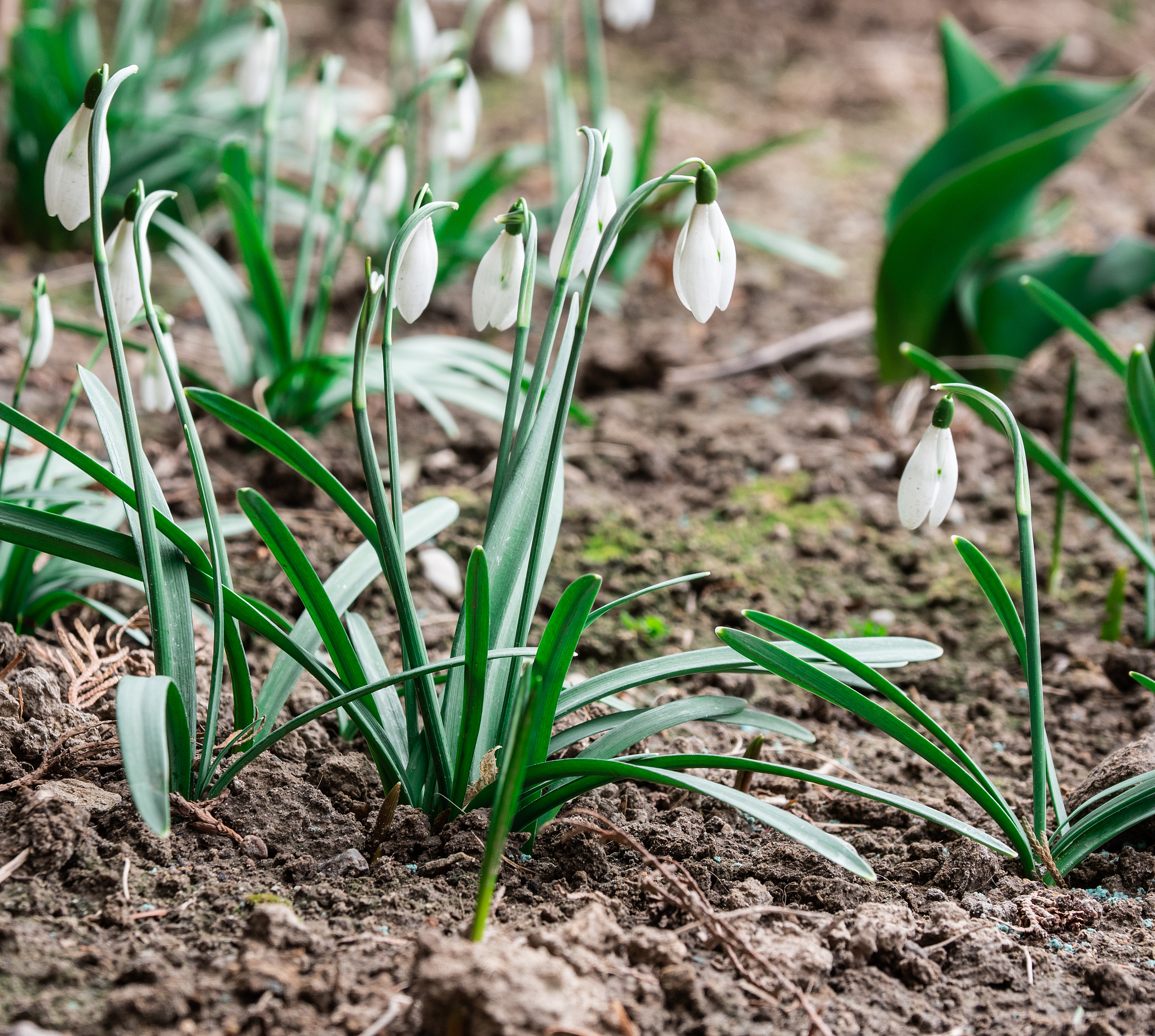 spring flowers in garden