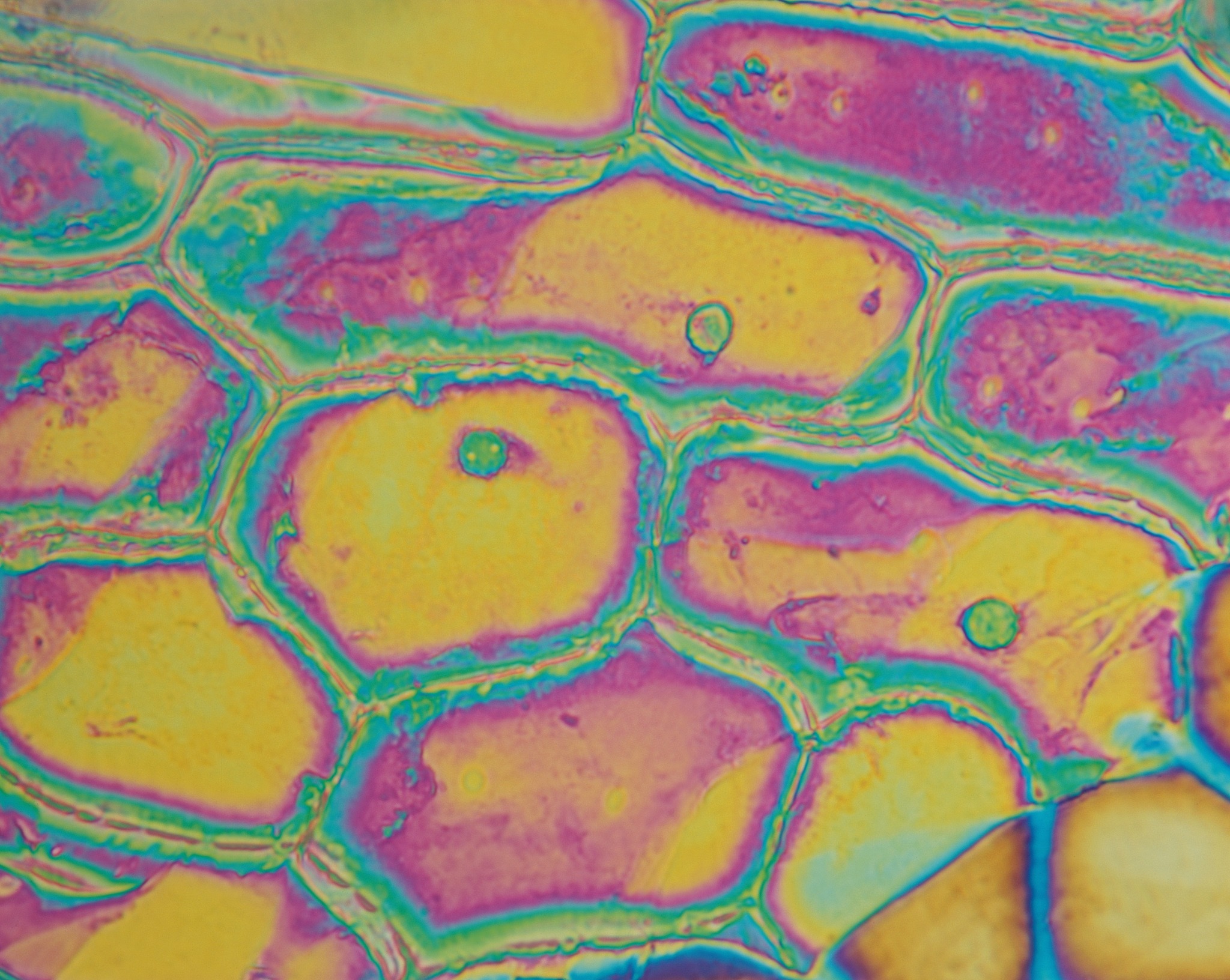 洋葱鳞片叶内表皮细胞结构简图两到三个细胞怎么画