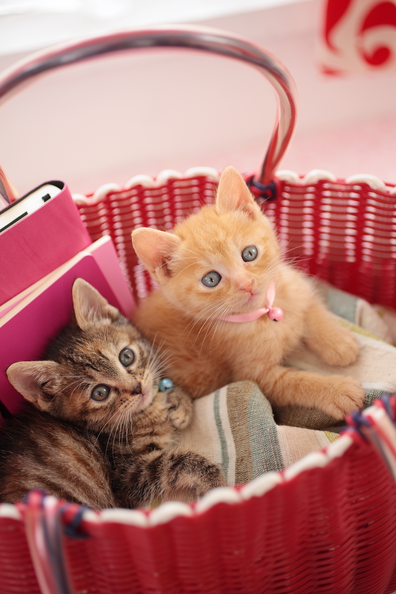 猫龄计算：去年端午节出生的猫咪今年4月1日多大？