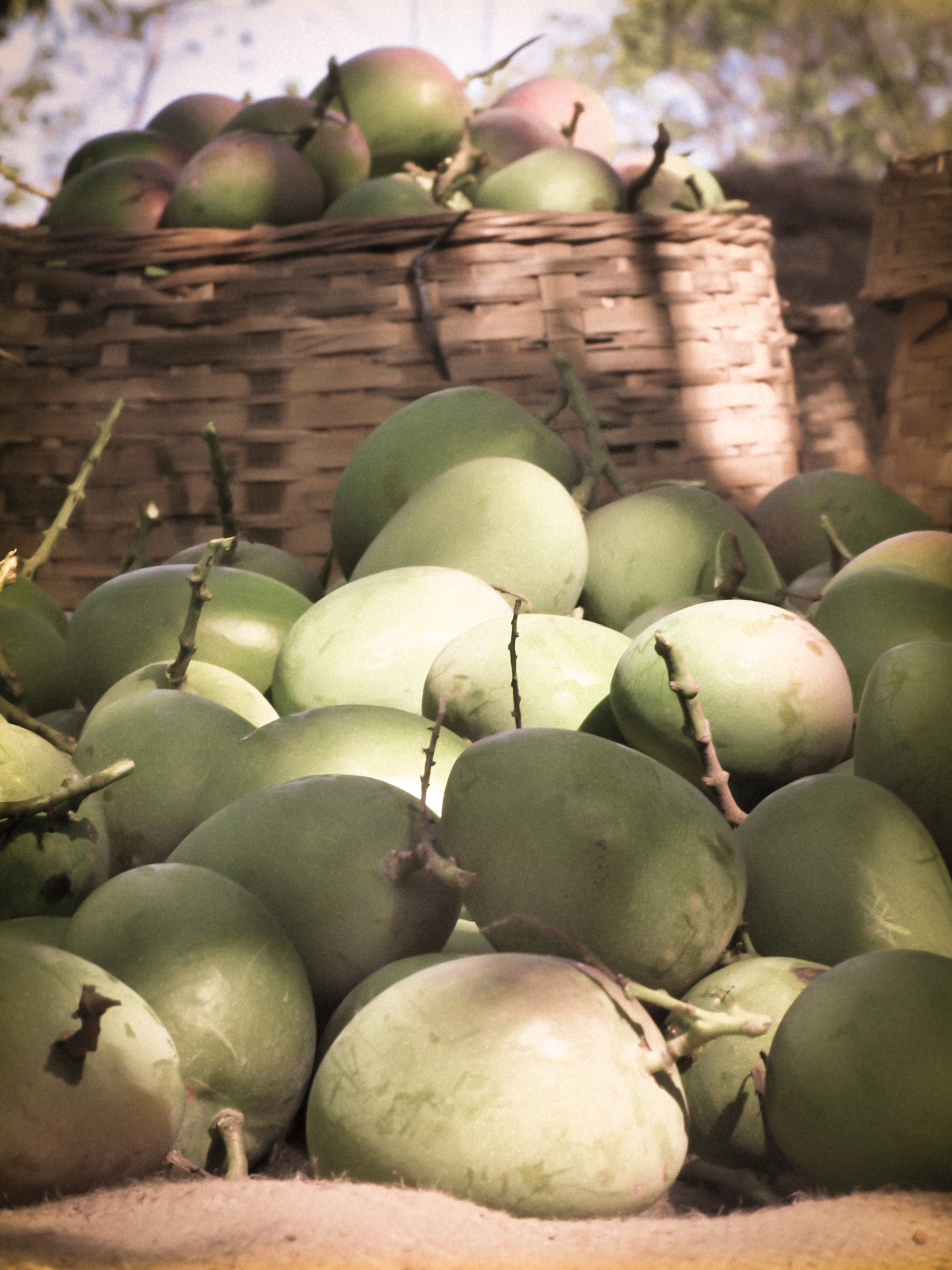 狗狗可以吃芒果吗？