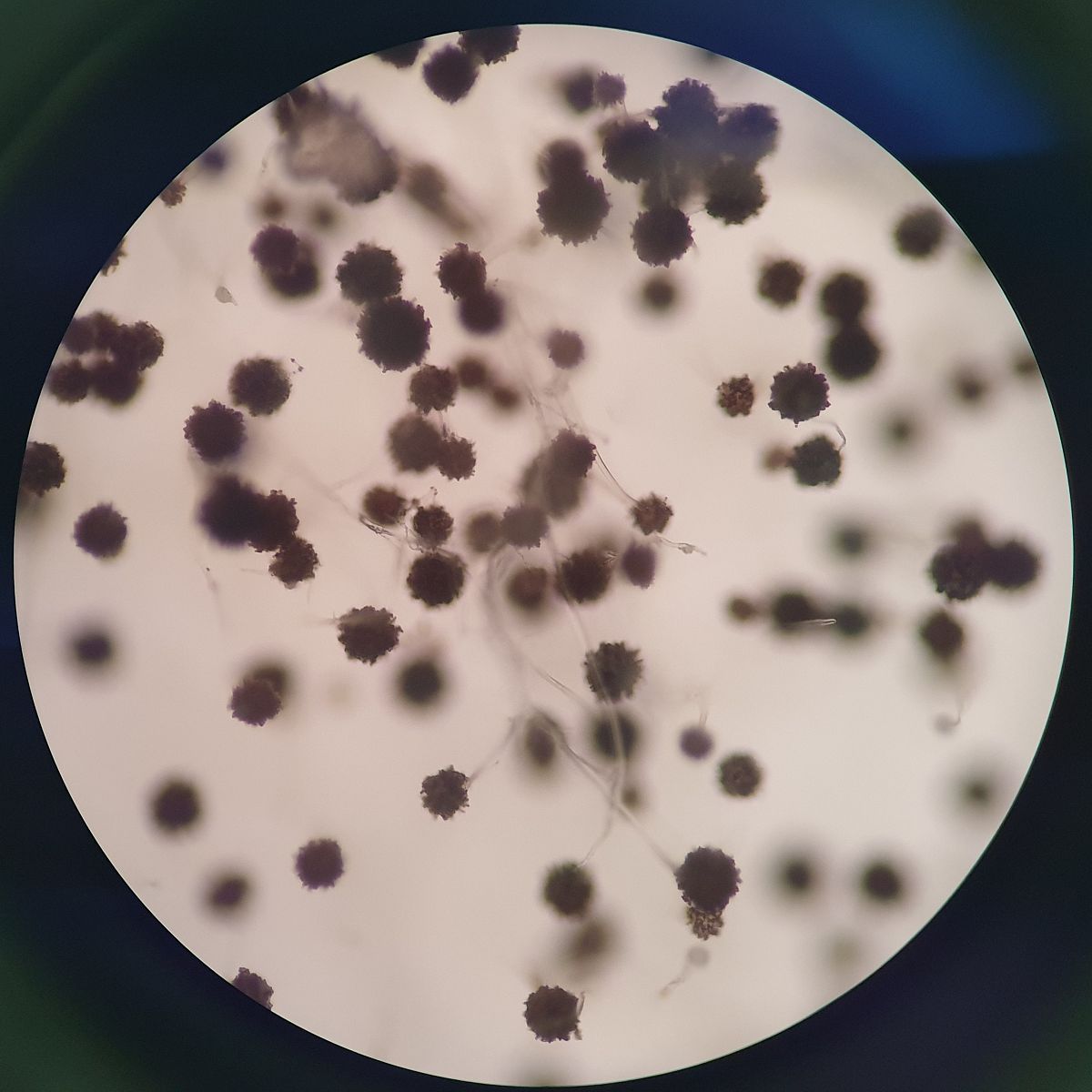 红茶菌苗只能是一层叶吗