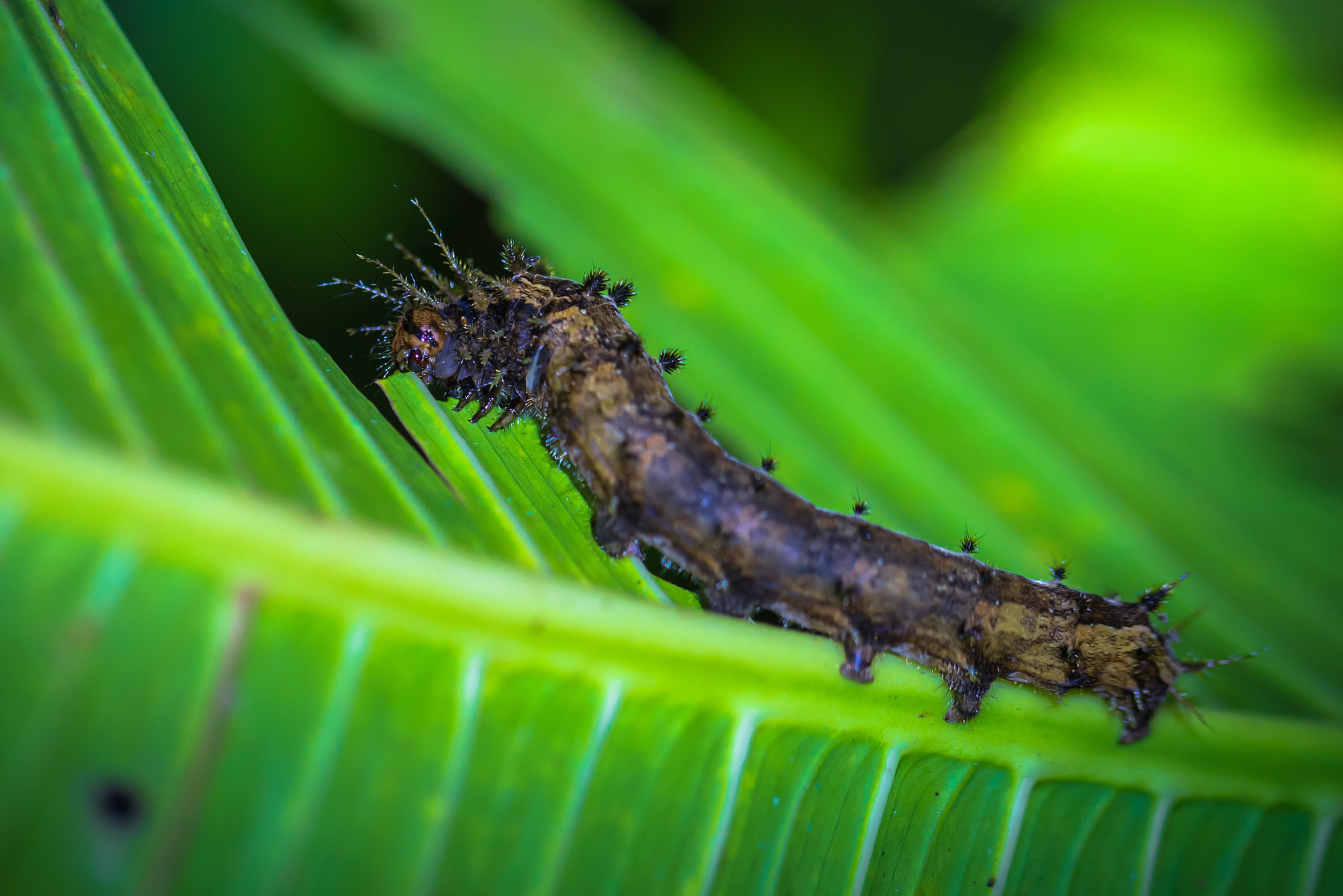 害虫在林业方面存在的问题详细举例说明