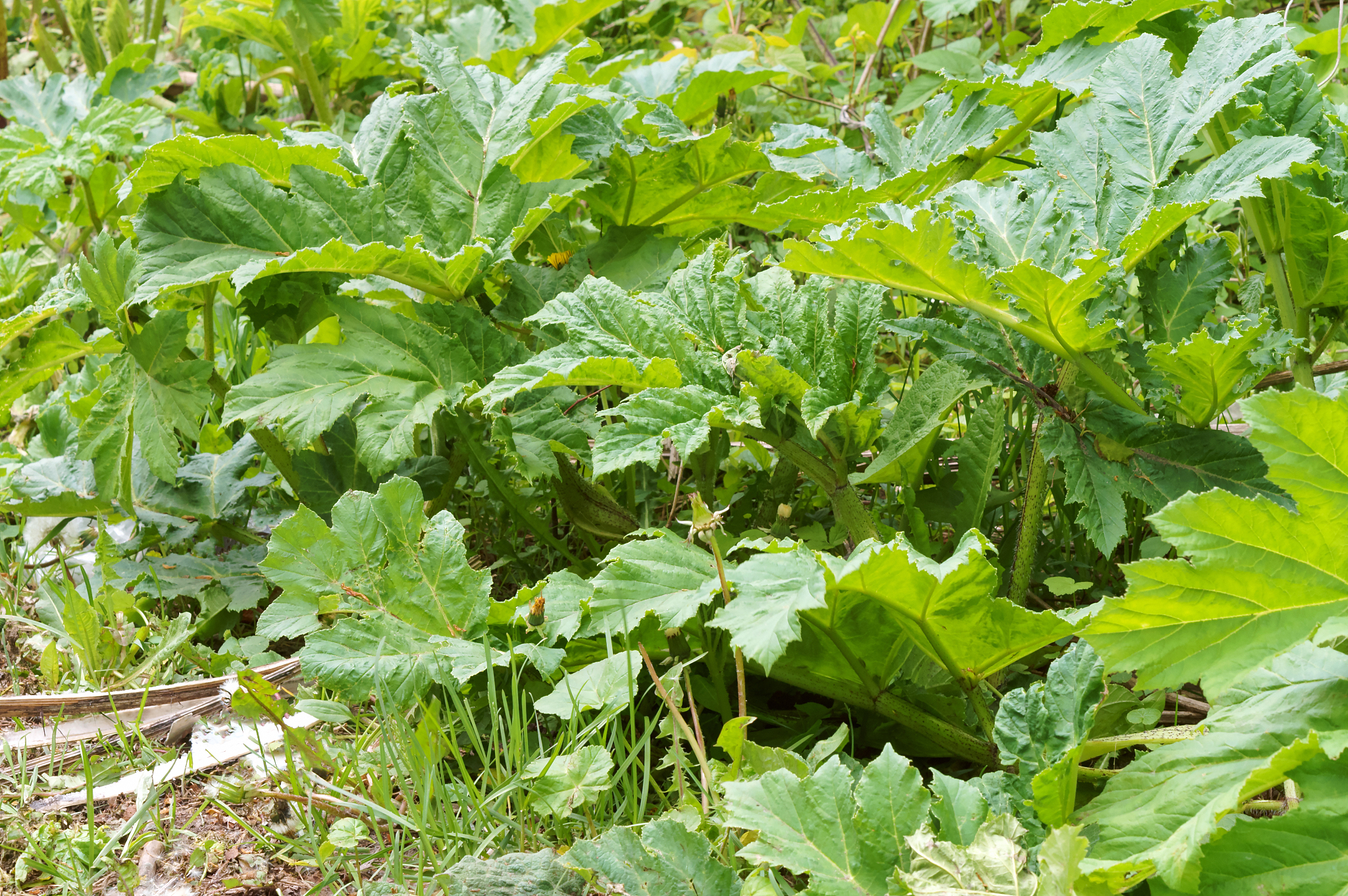 thickets of cow parsnip, cow parsnip on the side of the road