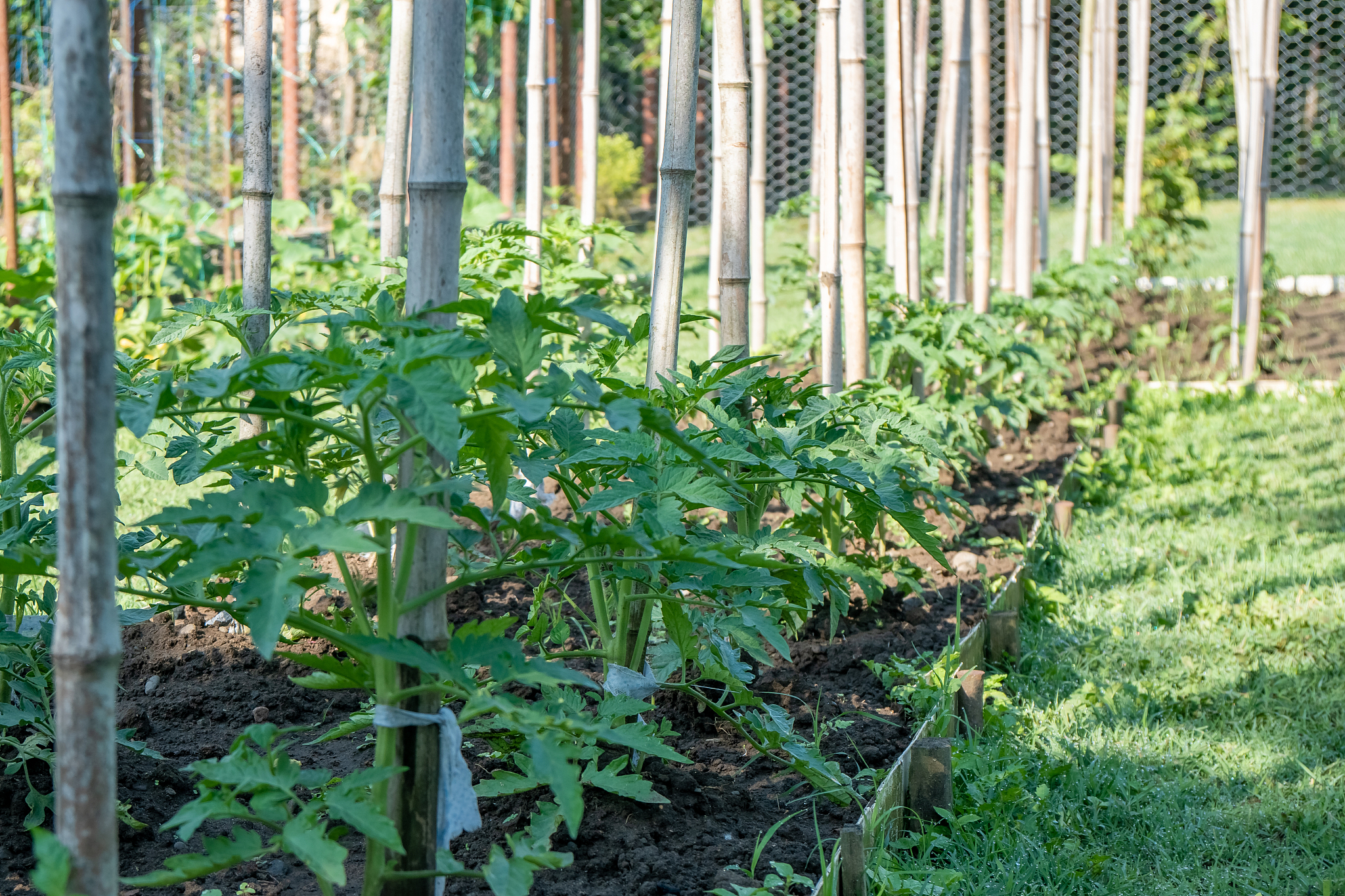 a row of tomato plants. tomato grow in the open ground