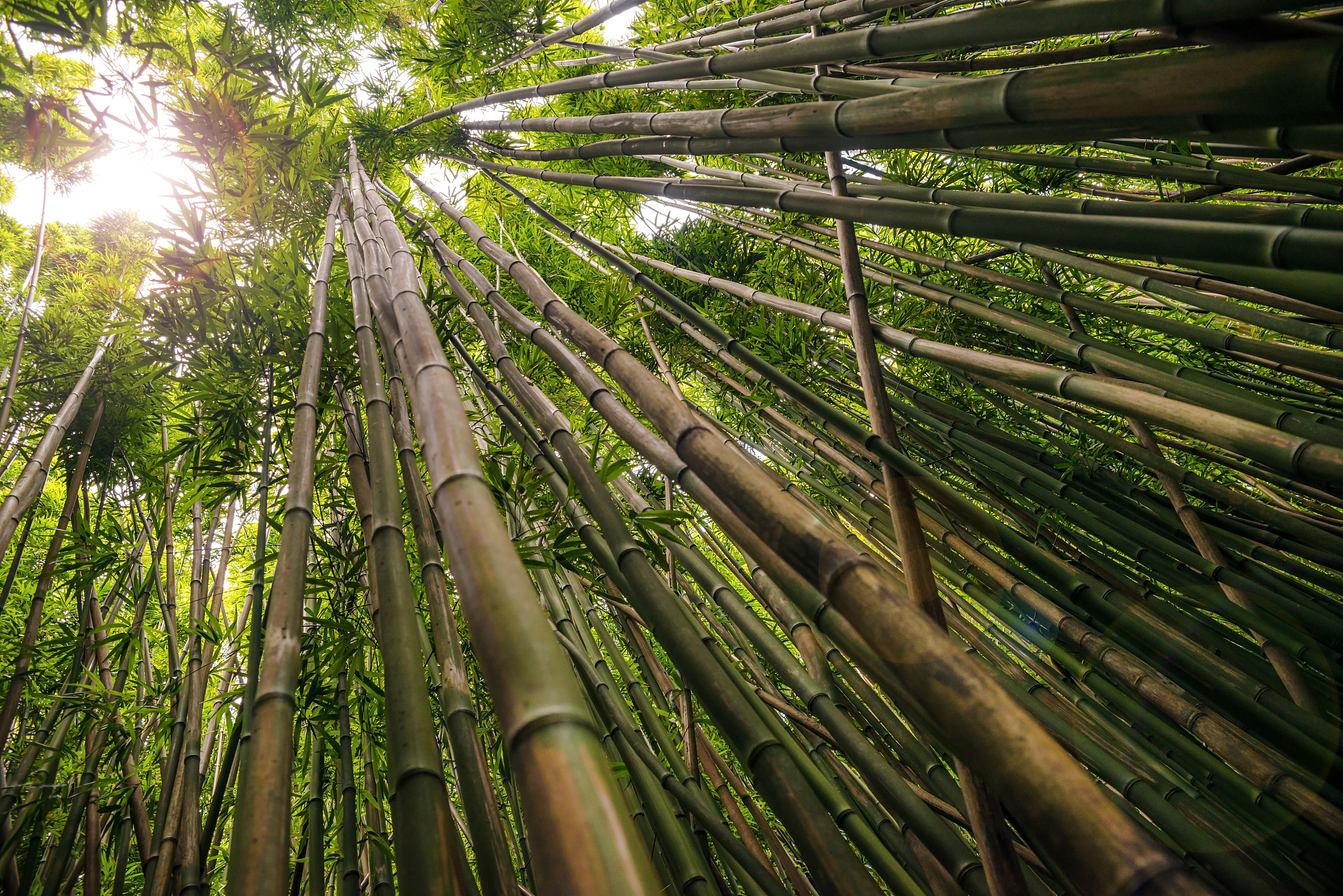 pipiwai trail in haleakala national park on maui, hawaii